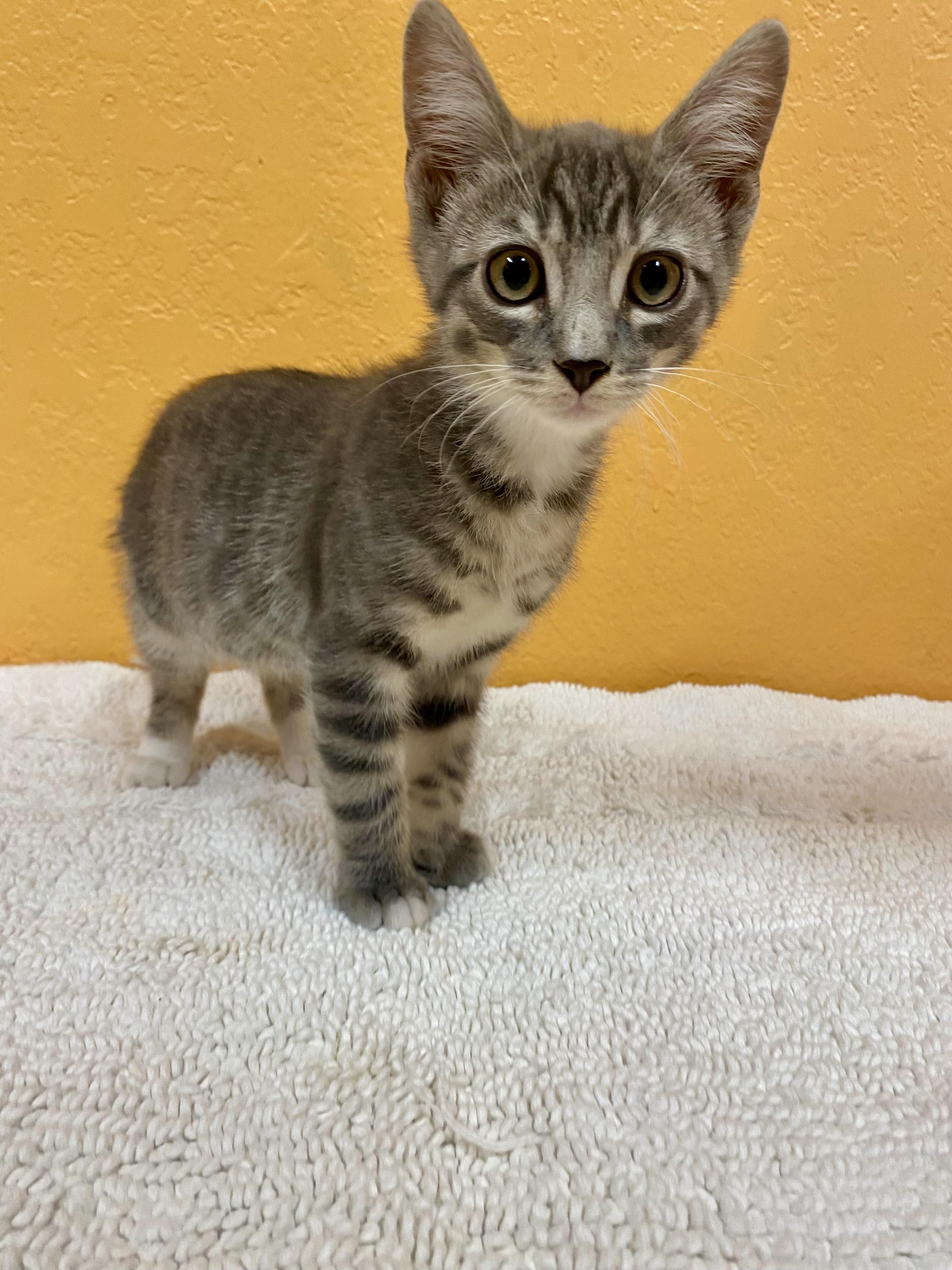 Enlarge TOM COLLINS, a Adoptable Domestic Short Hair in Joshua Tree, CA image 1/1