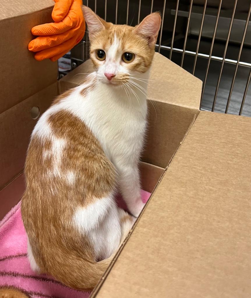 Whirlaway, Adoptable, Young Female Tabby.