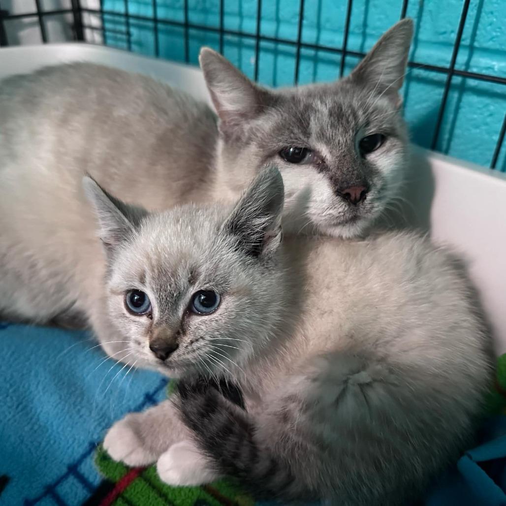 Yam Yam, Adoptable, Adult Female Siamese & Domestic Short Hair.