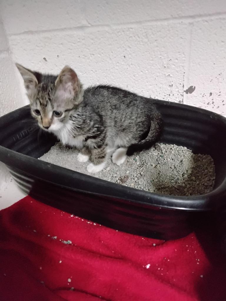 Enlarge Tiger Lilly, a Adoptable mixed breed in Ada, OK image 1/2