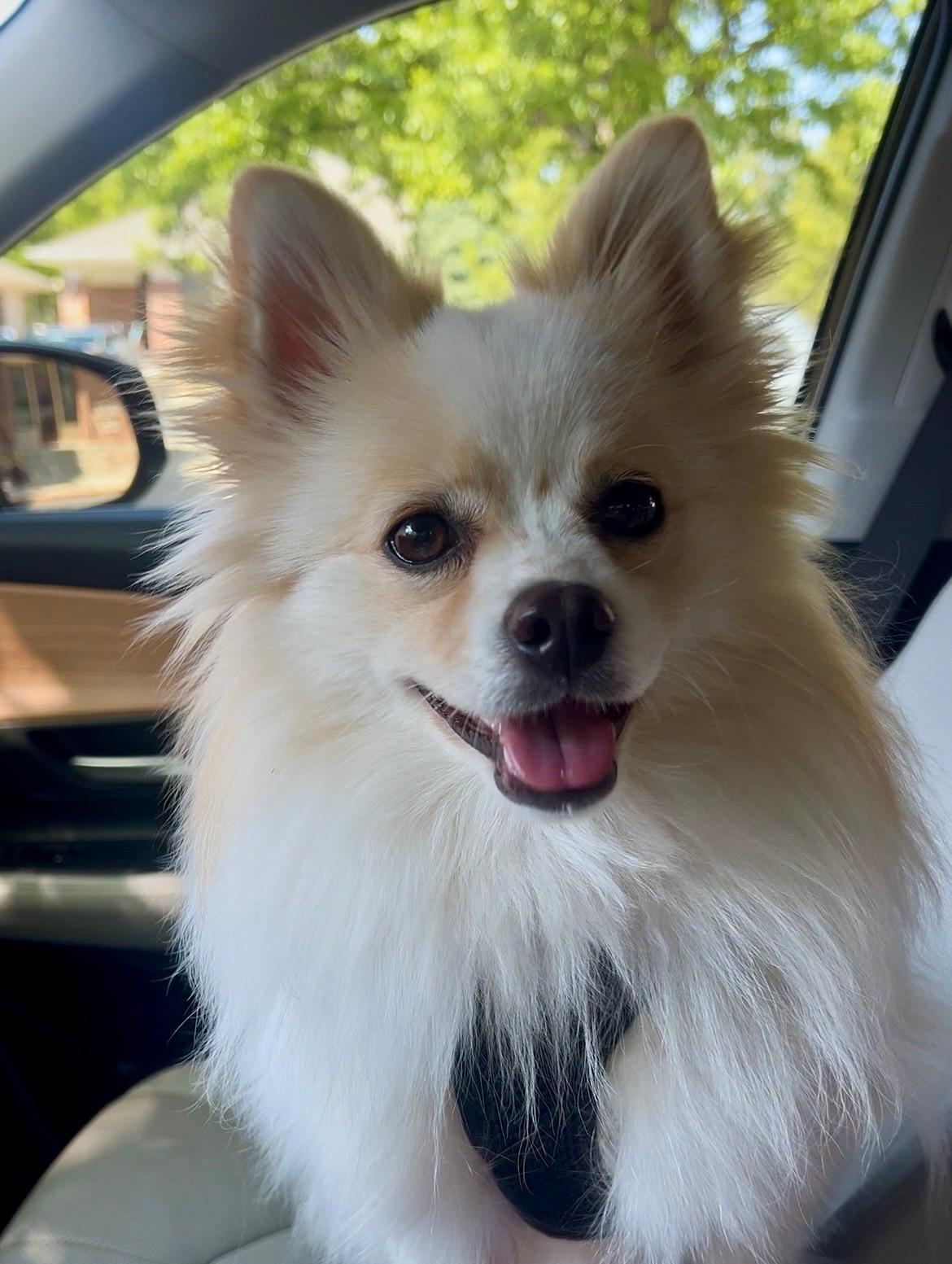 Enlarge Emma, a ADOPTABLE Pomeranian in Fort Collins, CO image 3/5