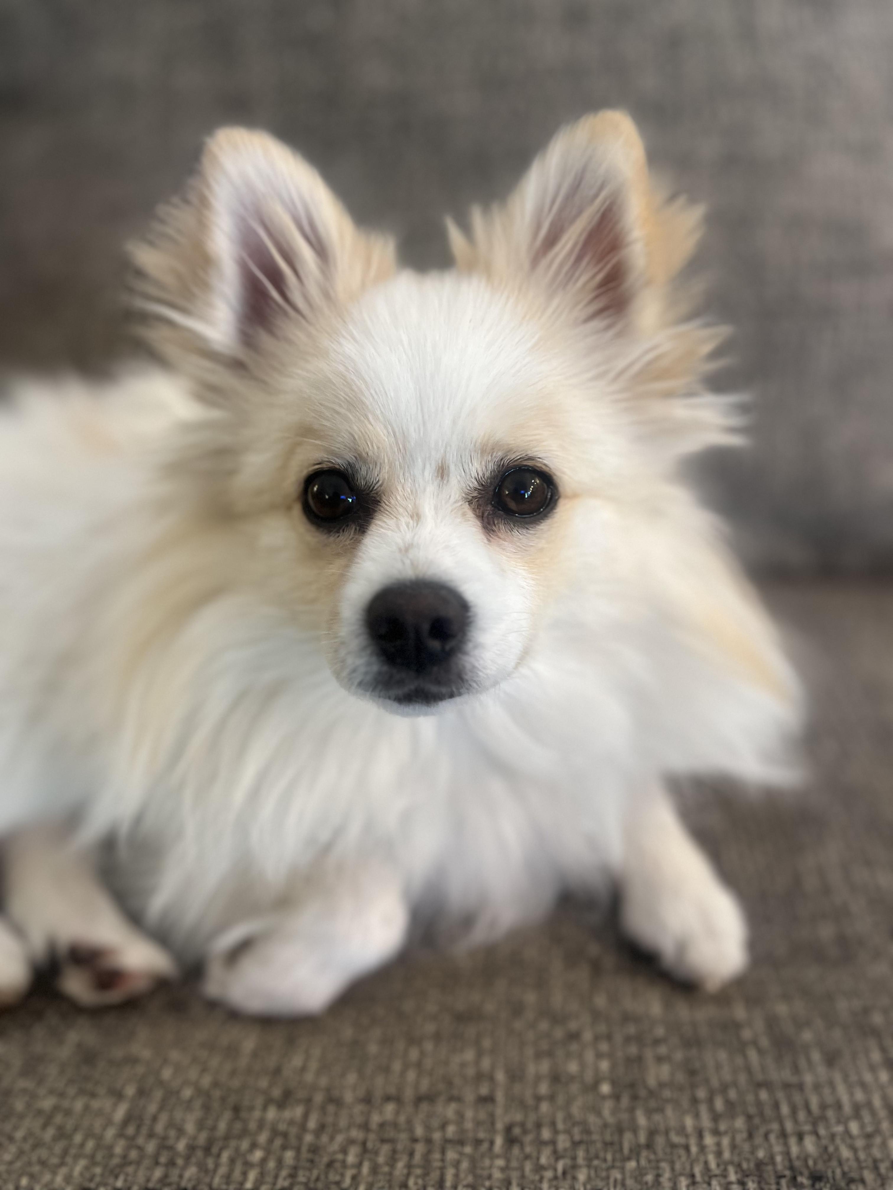 Enlarge Emma, a ADOPTABLE Pomeranian in Fort Collins, CO image 2/5