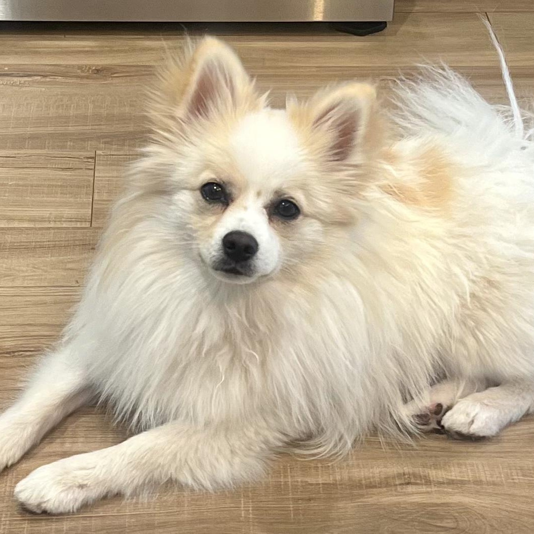 Enlarge Emma, a ADOPTABLE Pomeranian in Fort Collins, CO image 1/5