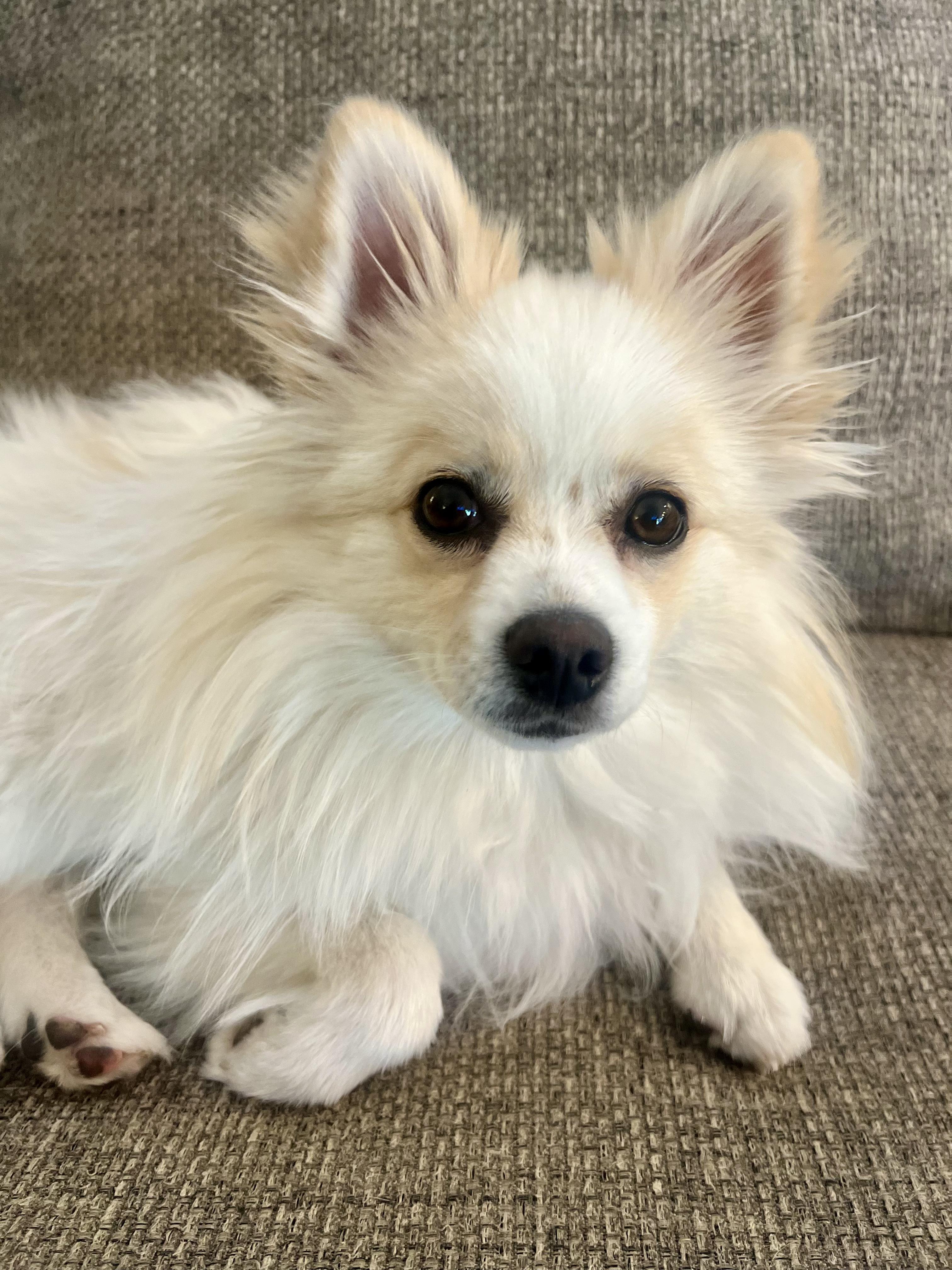 Enlarge Emma, a ADOPTABLE Pomeranian in Fort Collins, CO image 4/5