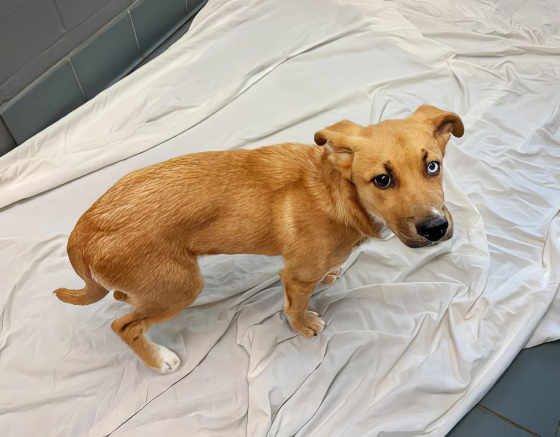 Pichu, adopted, Puppy Female Mixed Breed.