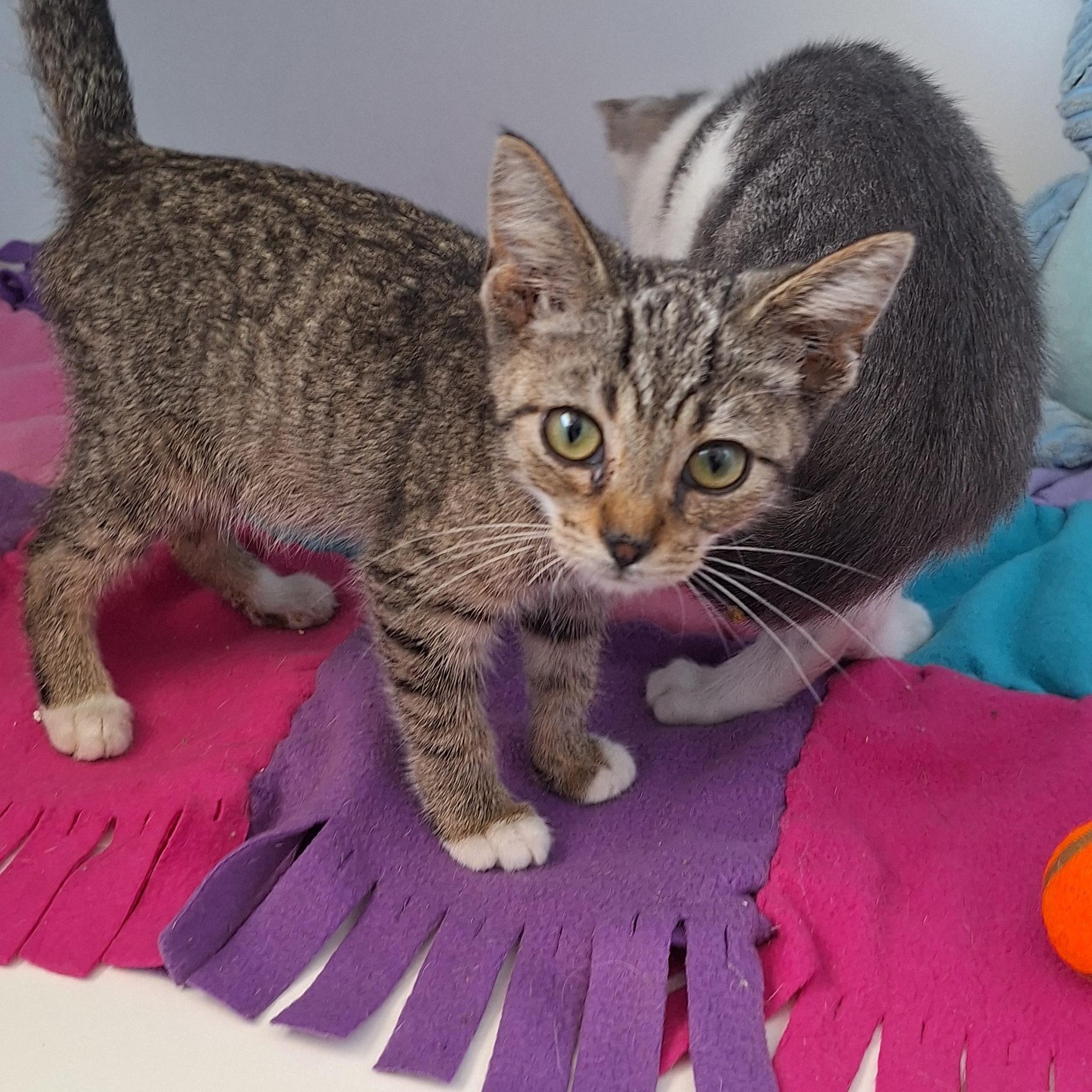 Kittens, Kittens