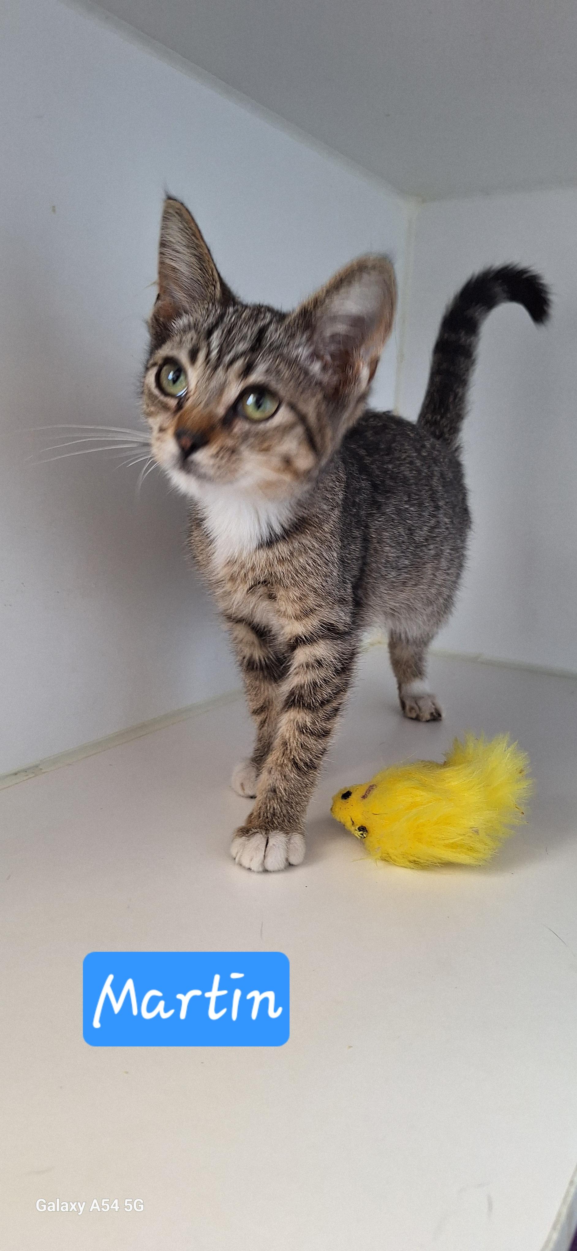 Kittens, Kittens