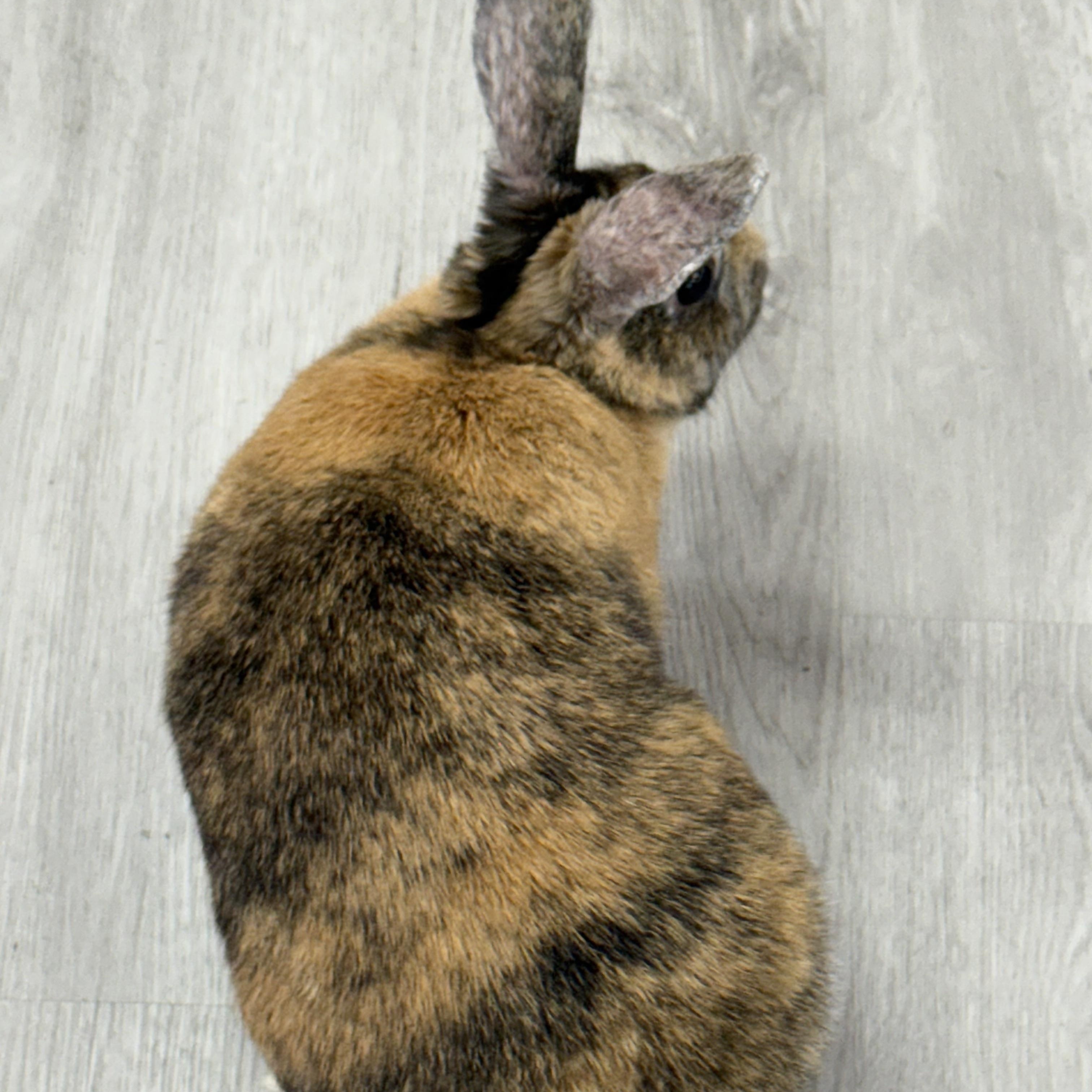 Enlarge Demi, a ADOPTABLE Harlequin in St. Charles, MO image 5/6