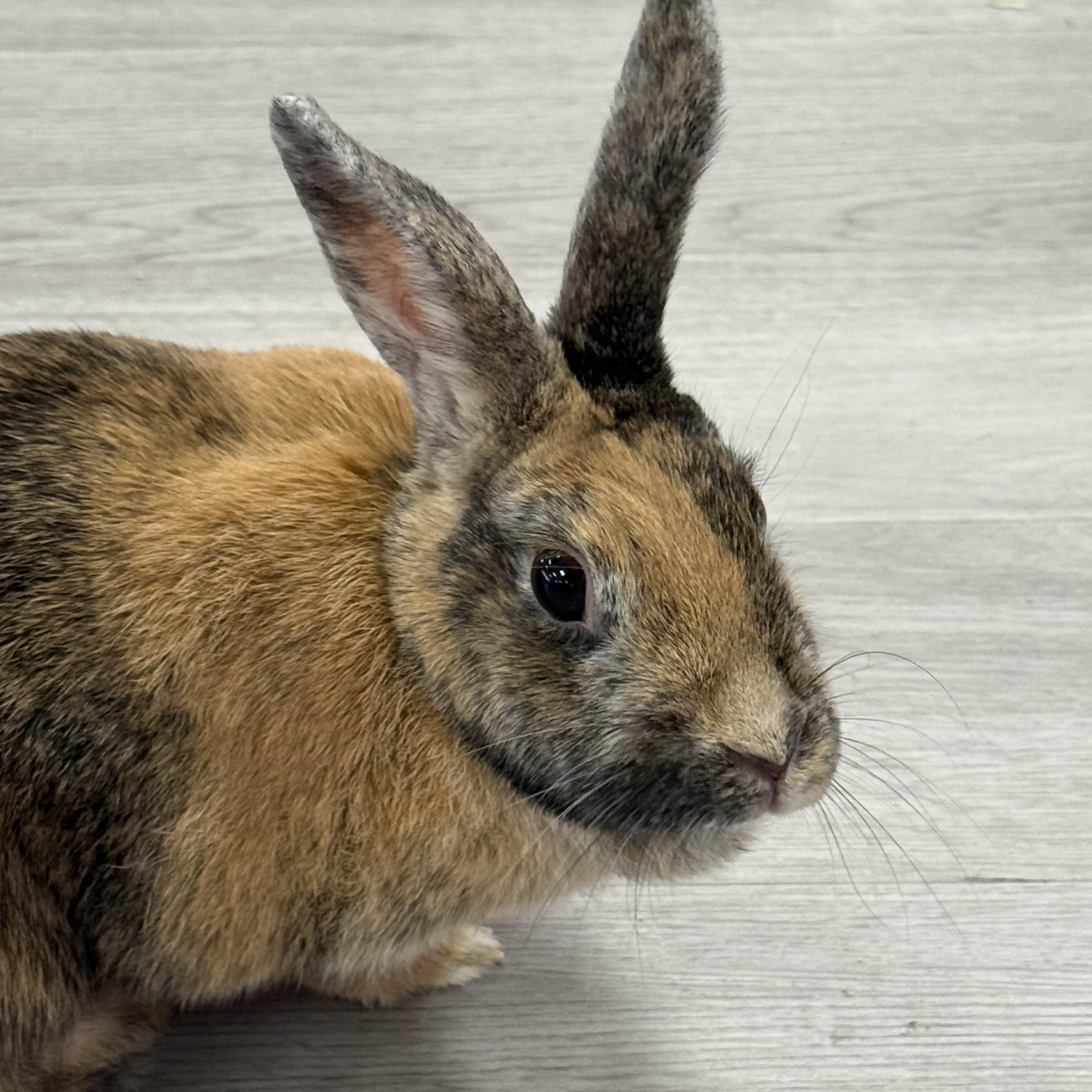 Enlarge Demi, a ADOPTABLE Harlequin in St. Charles, MO image 1/6