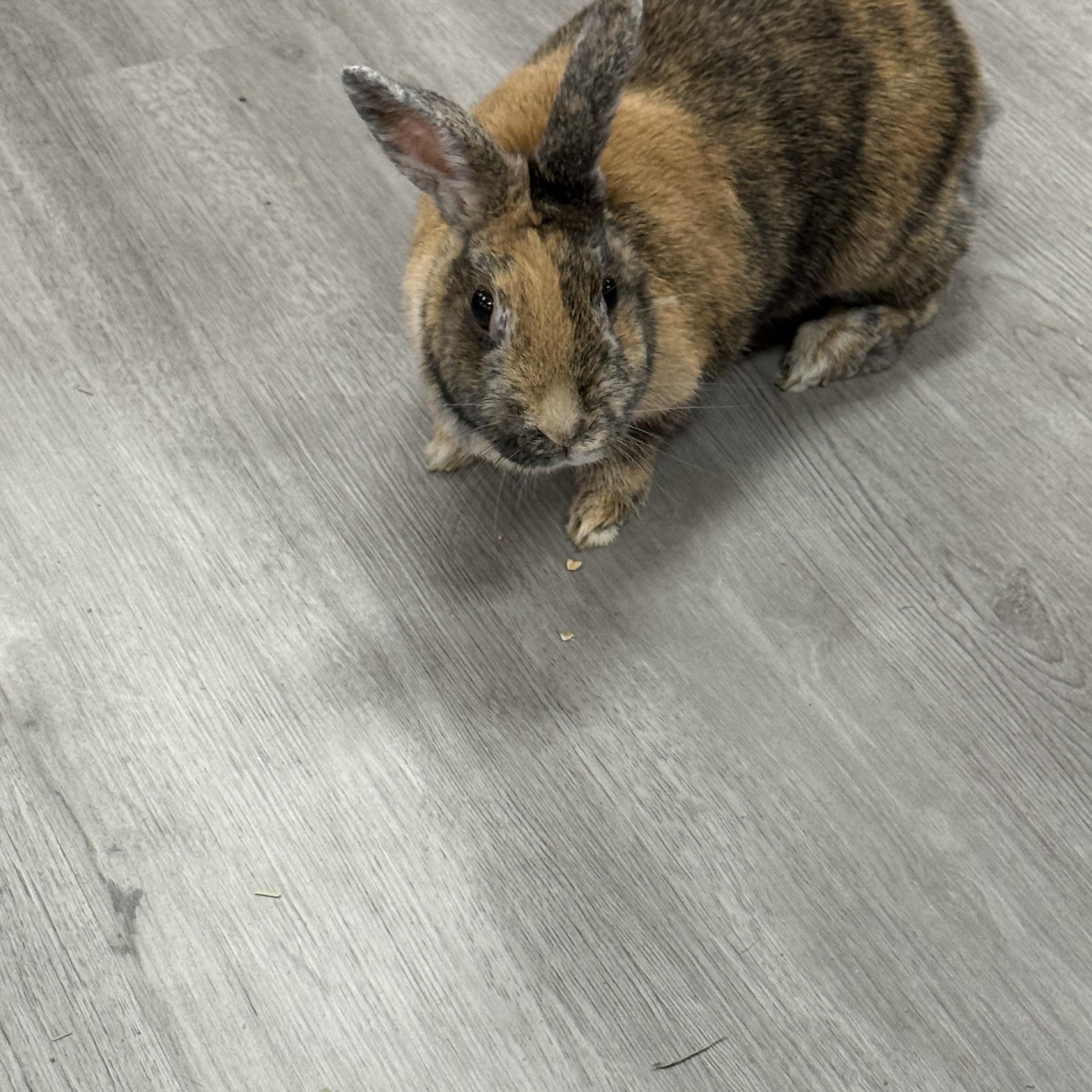 Enlarge Demi, a ADOPTABLE Harlequin in St. Charles, MO image 3/6