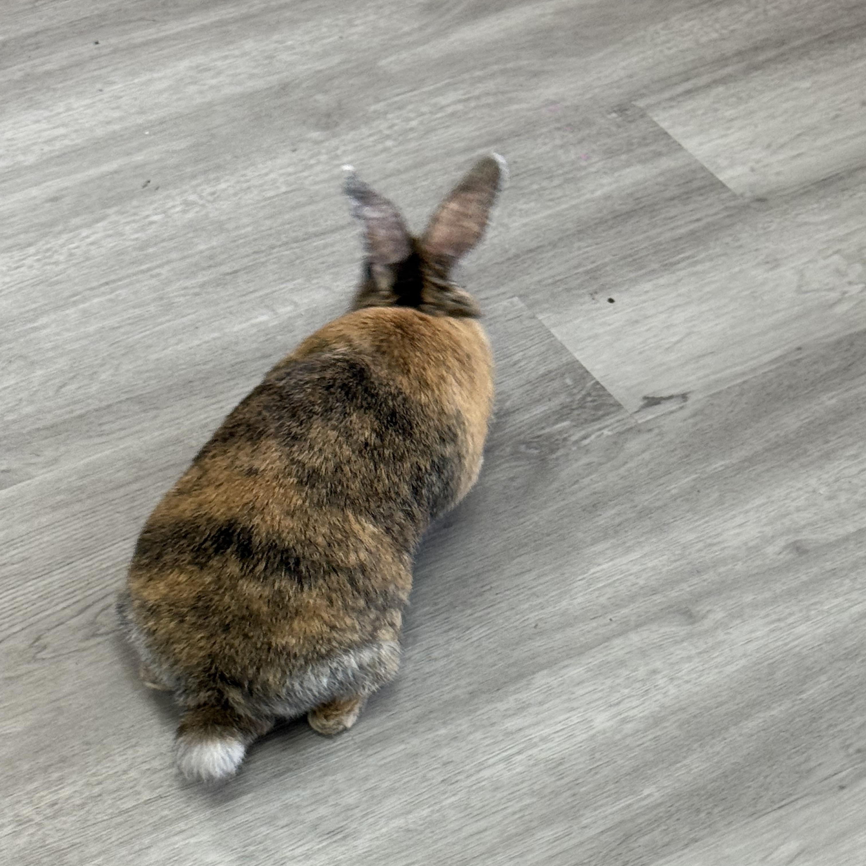 Enlarge Demi, a ADOPTABLE Harlequin in St. Charles, MO image 4/6