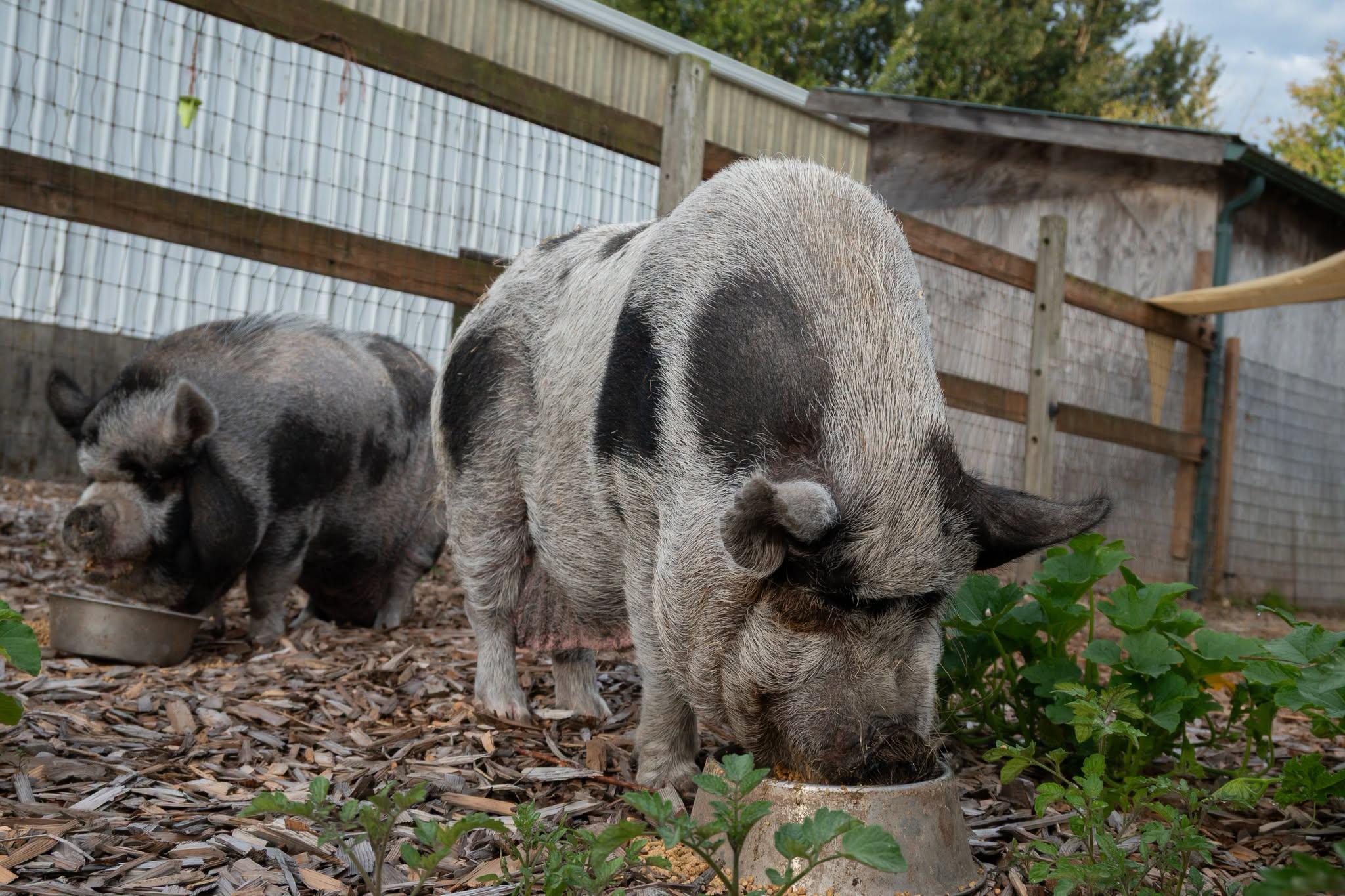 Enlarge Emma and Evie, a Adoptable Pot Bellied in Bellingham, WA image 4/4