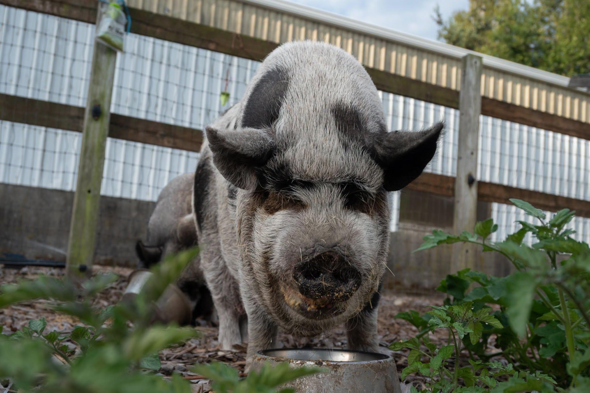 Enlarge Emma and Evie, a Adoptable Pot Bellied in Bellingham, WA image 1/4