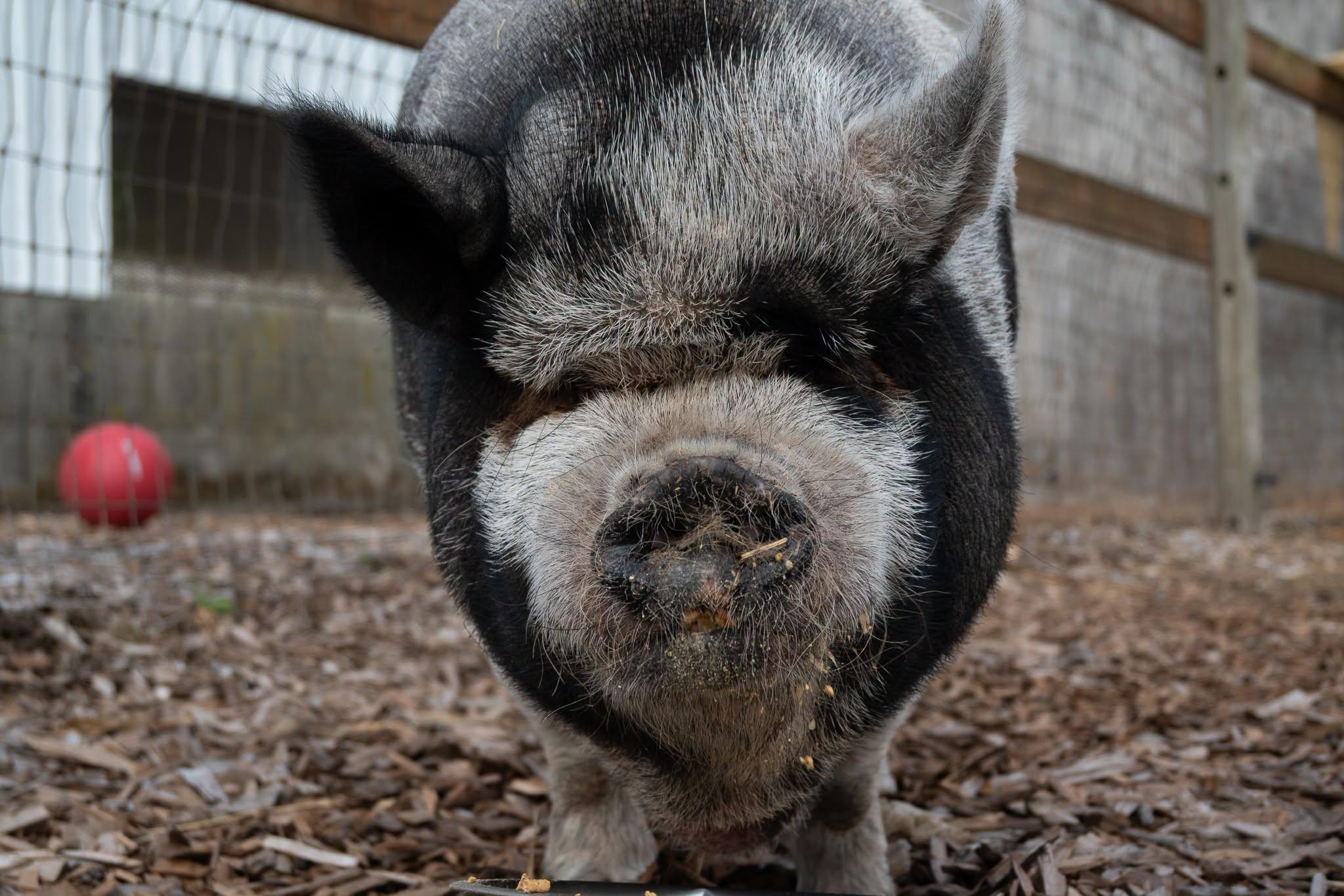 Enlarge Emma and Evie, a Adoptable Pot Bellied in Bellingham, WA image 3/4