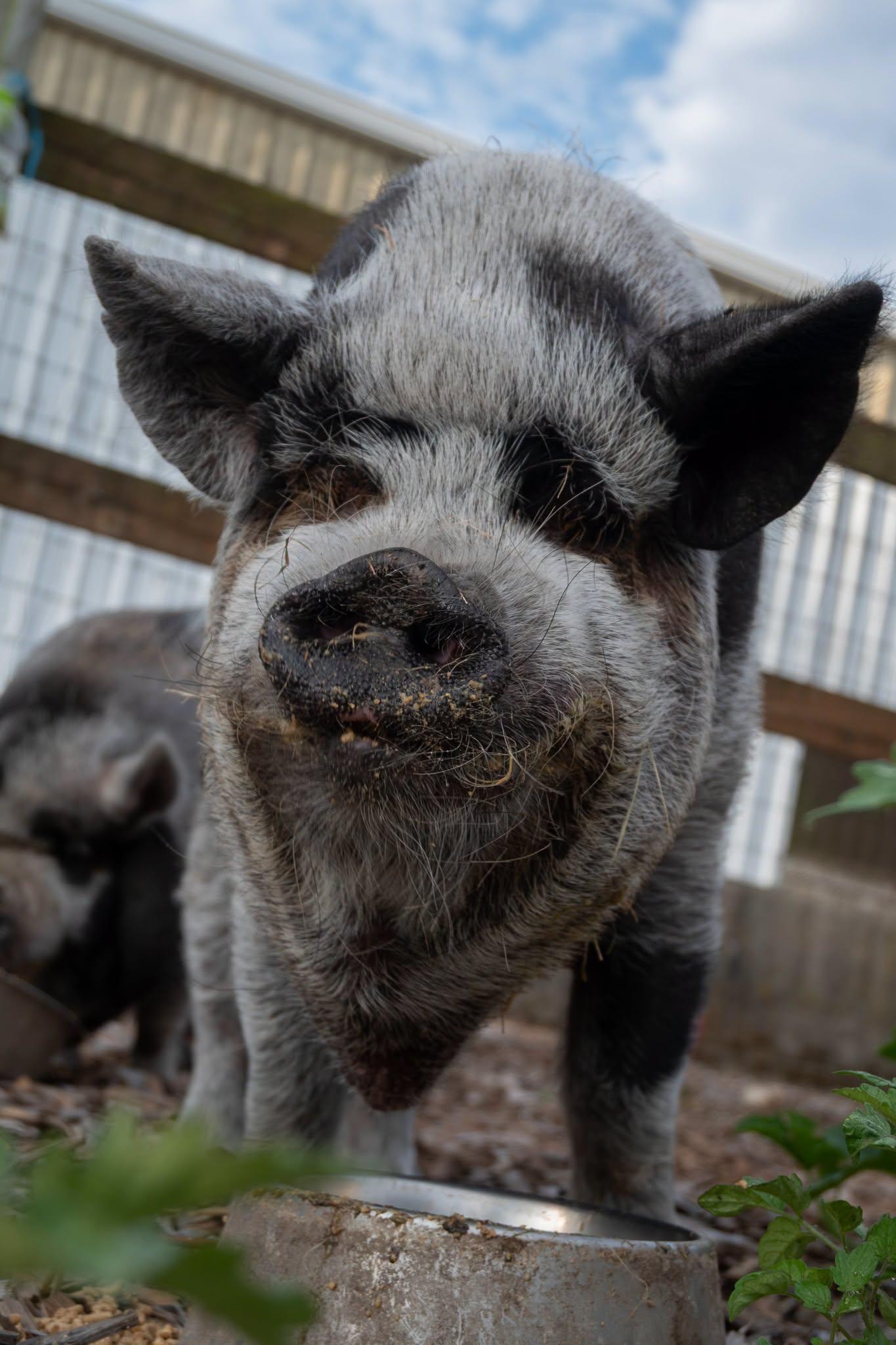Enlarge Emma and Evie, a Adoptable Pot Bellied in Bellingham, WA image 2/4
