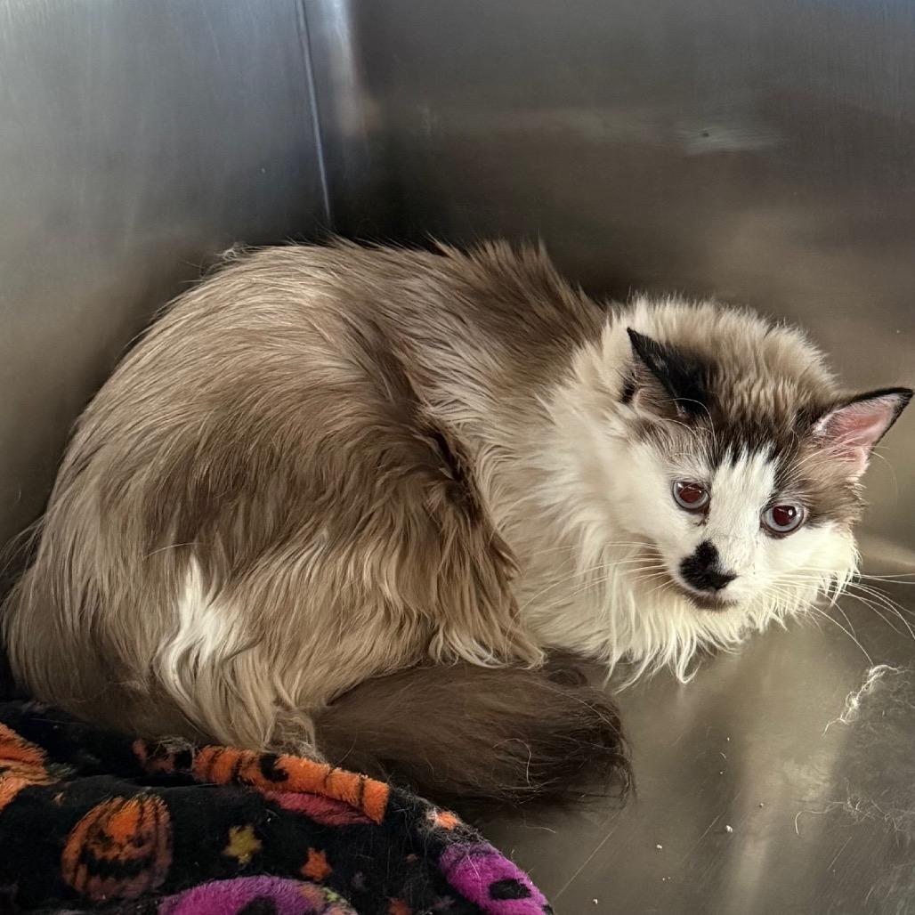 Enlarge Jasmine, a Adoptable mixed breed in Cedaredge, CO image 1/1