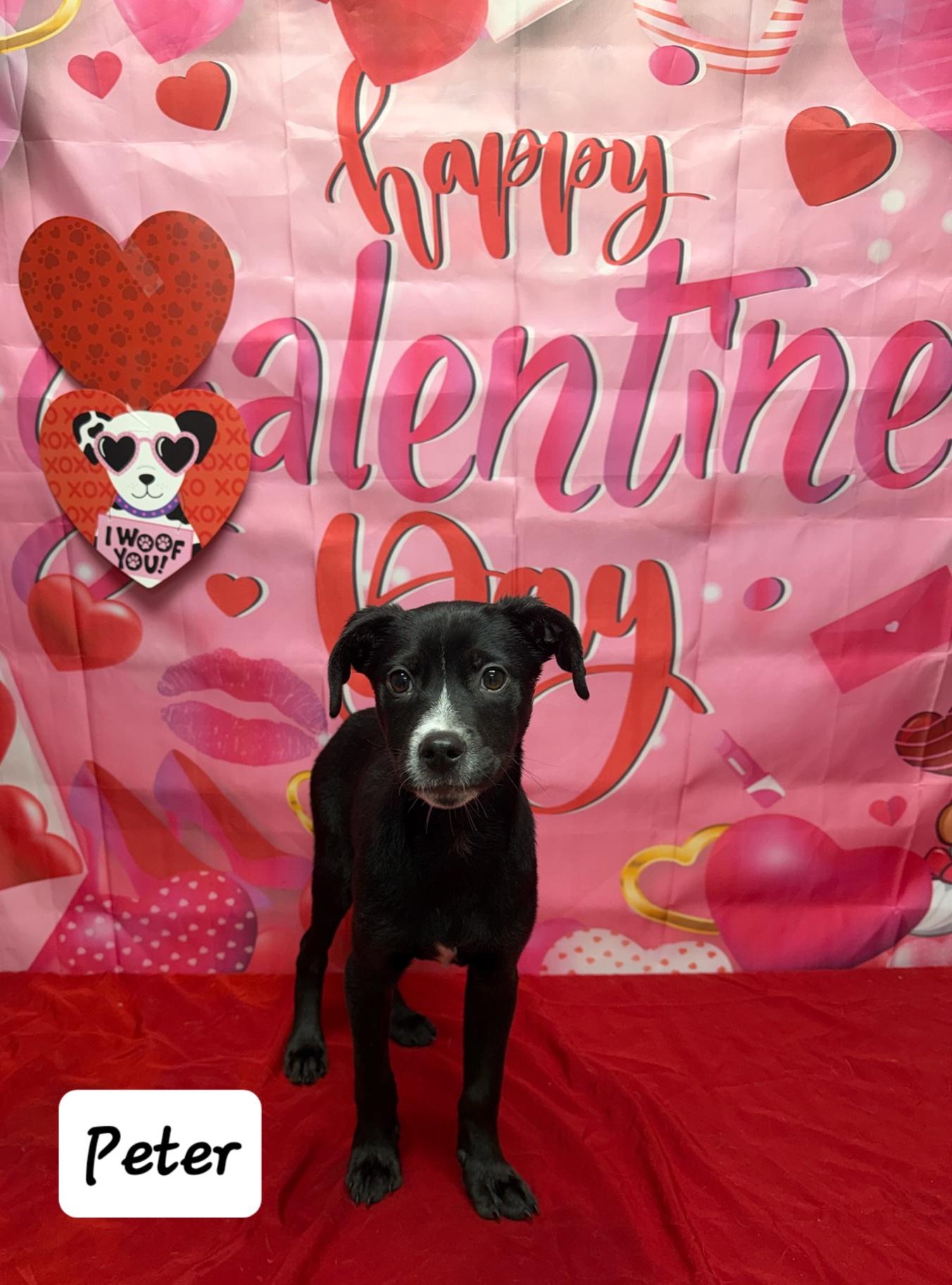 Enlarge Peter, a ADOPTABLE Mixed Breed in Urbana, OH image 1/1