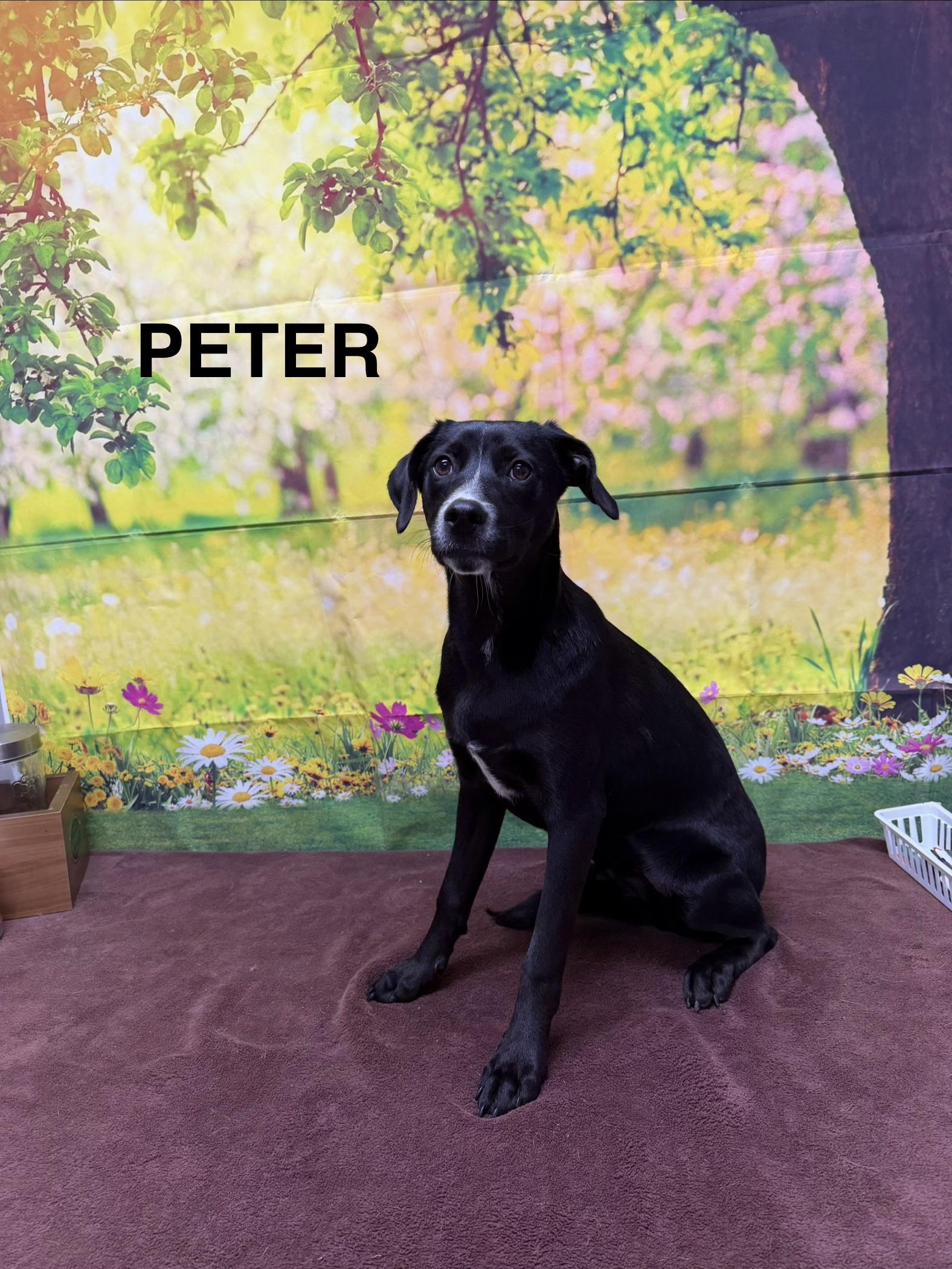 Peter, ADOPTABLE, Puppy Male Mixed Breed.