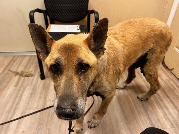 Lobo, Adoptable, Senior Male Siberian Husky & Shepherd.