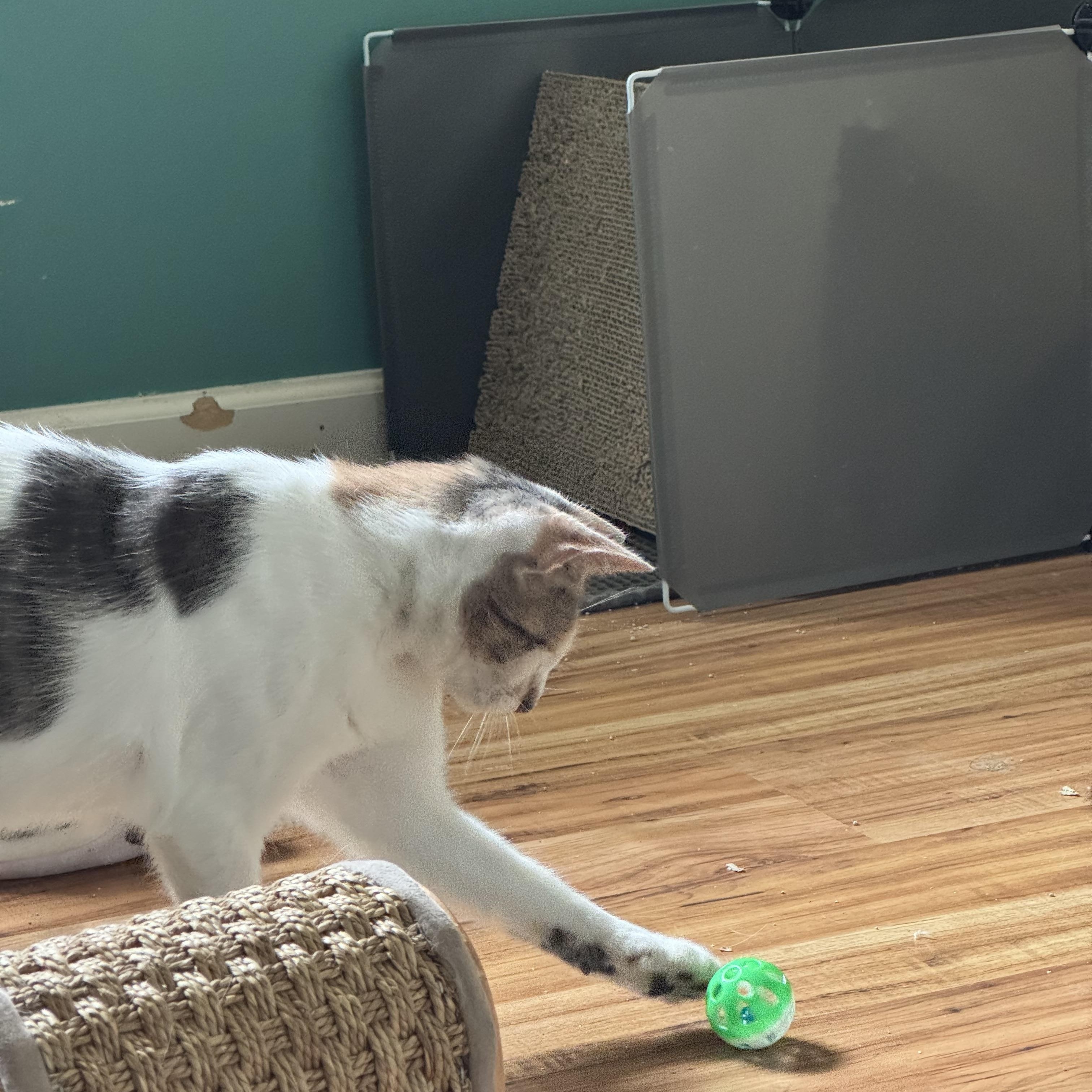 Scrabble, an adopted Domestic Short Hair in Landenberg, PA image 2/4