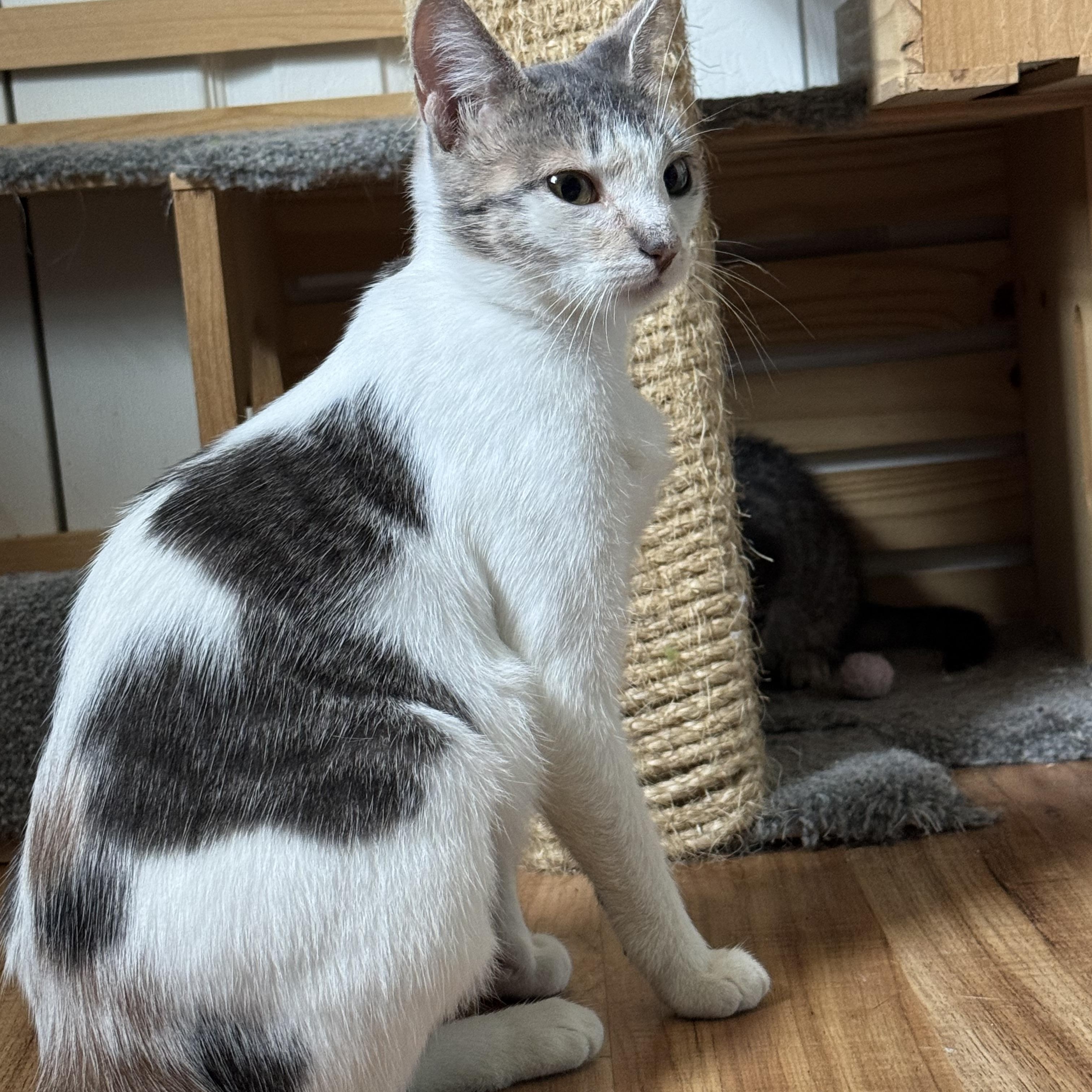 Scrabble, an adopted Domestic Short Hair in Landenberg, PA image 1/4