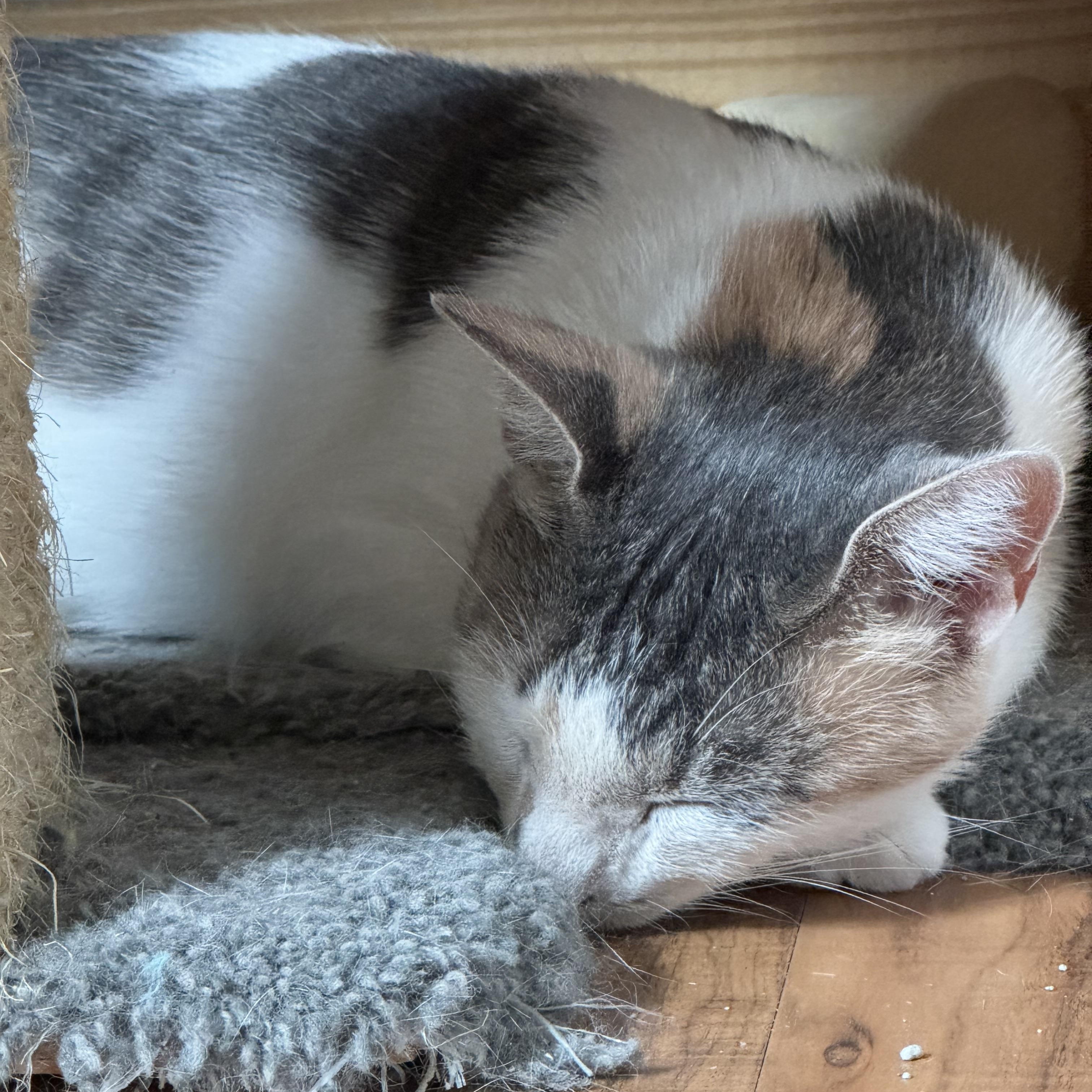 Scrabble, an adopted Domestic Short Hair in Landenberg, PA image 3/4