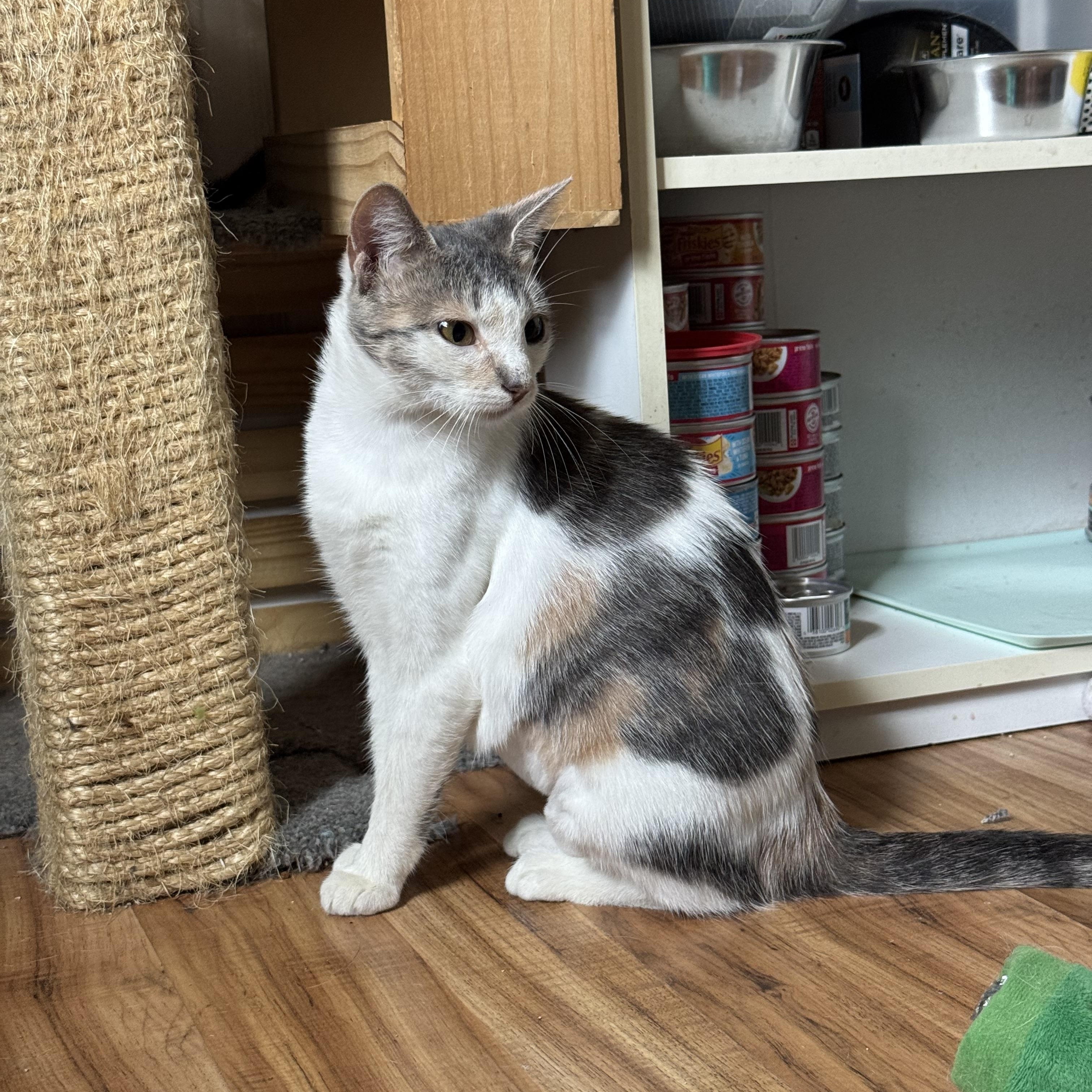Scrabble, an adopted Domestic Short Hair in Landenberg, PA image 4/4