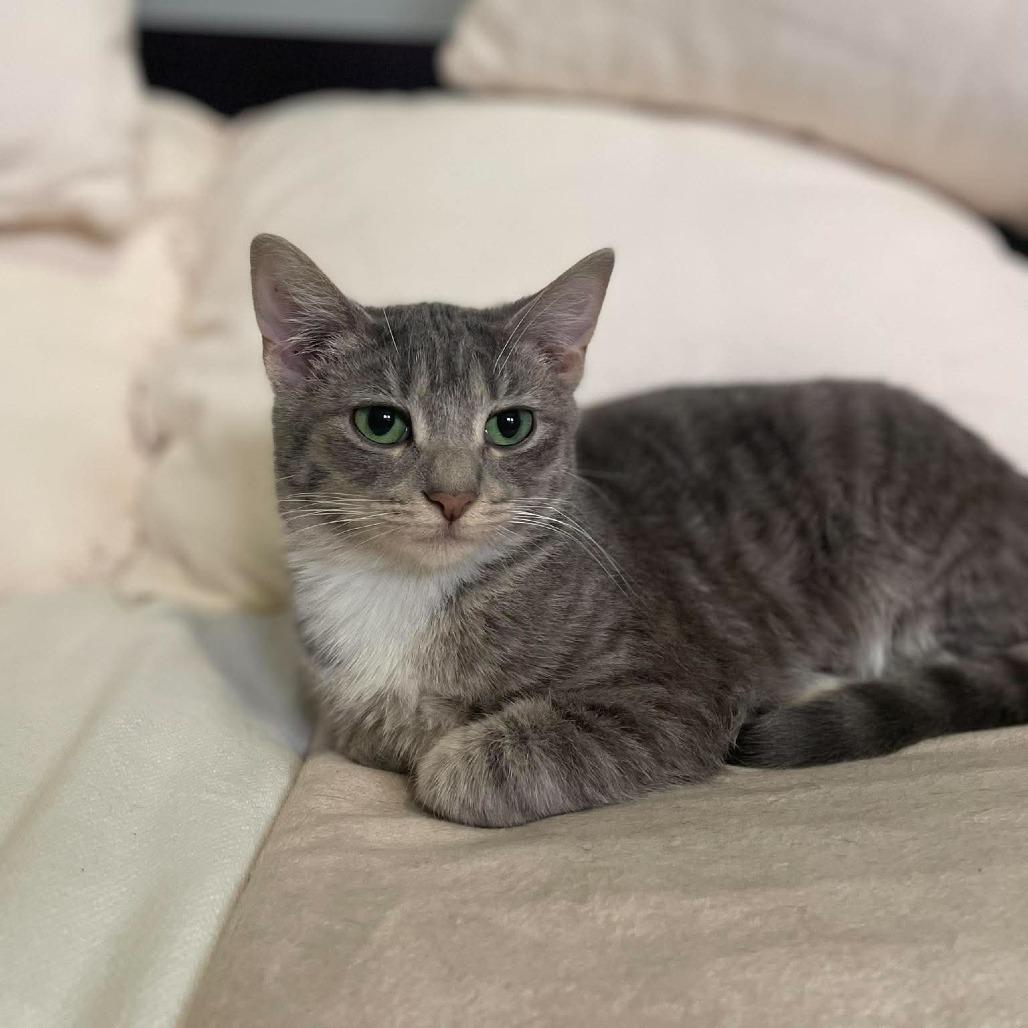 Aqua, Adoptable, Young Female Domestic Short Hair.
