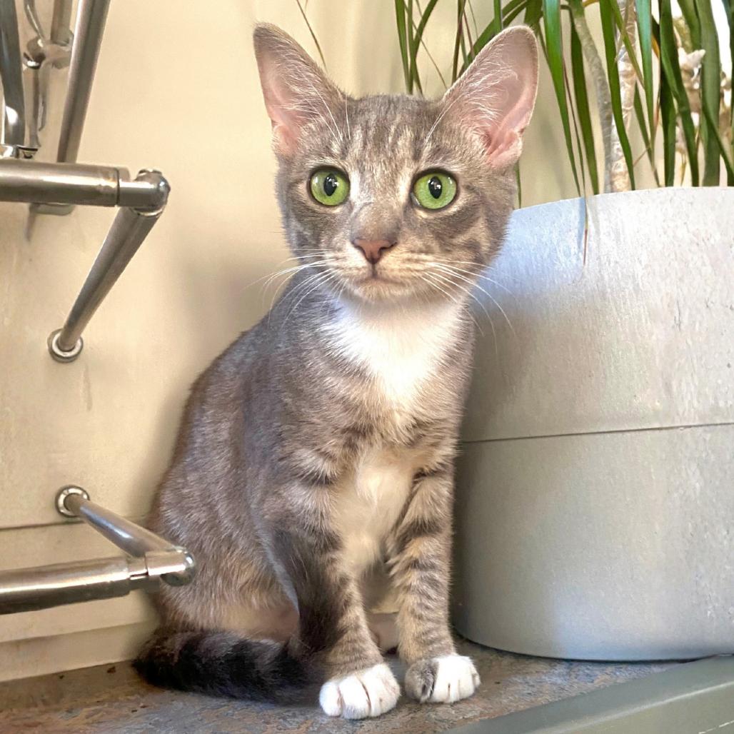 Enlarge Aqua, a Adoptable Domestic Short Hair in Plainfield, IL image 3/6