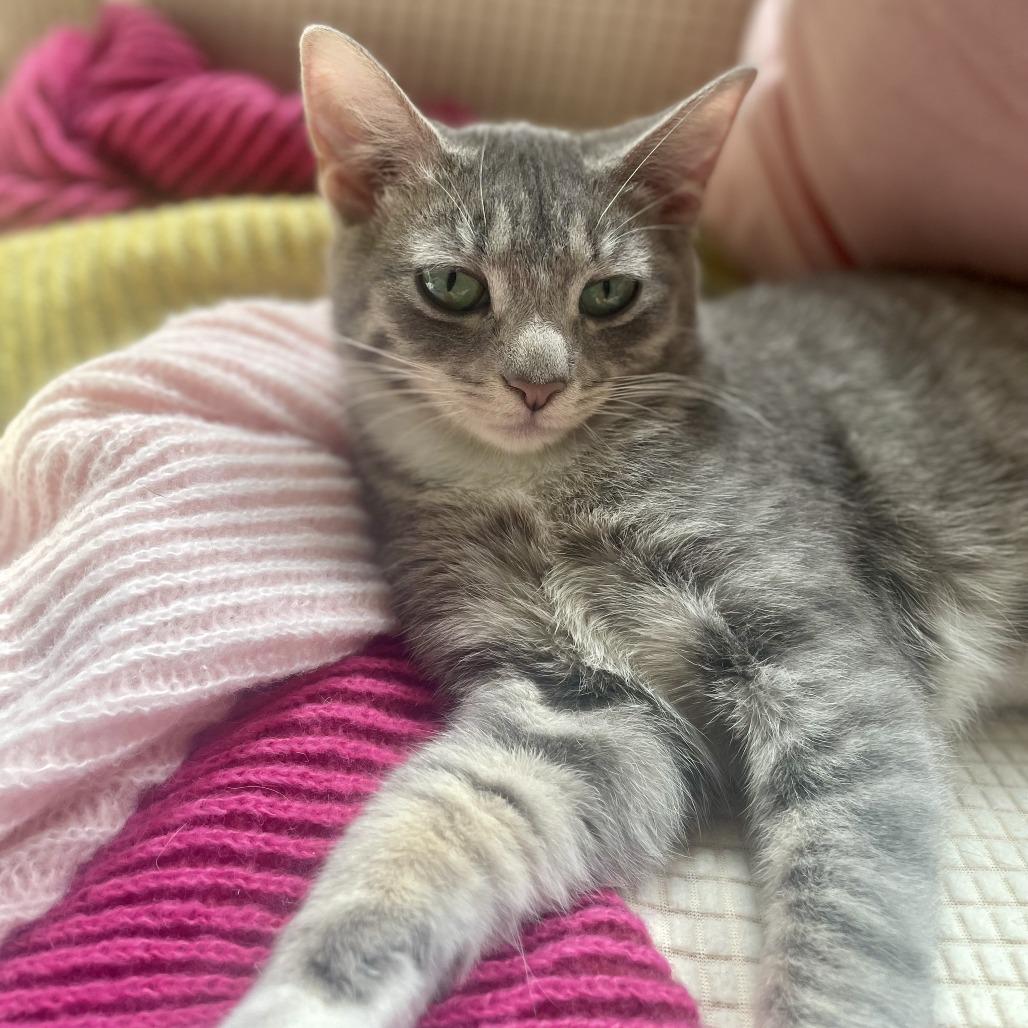 Enlarge Aqua, a Adoptable Domestic Short Hair in Plainfield, IL image 4/6