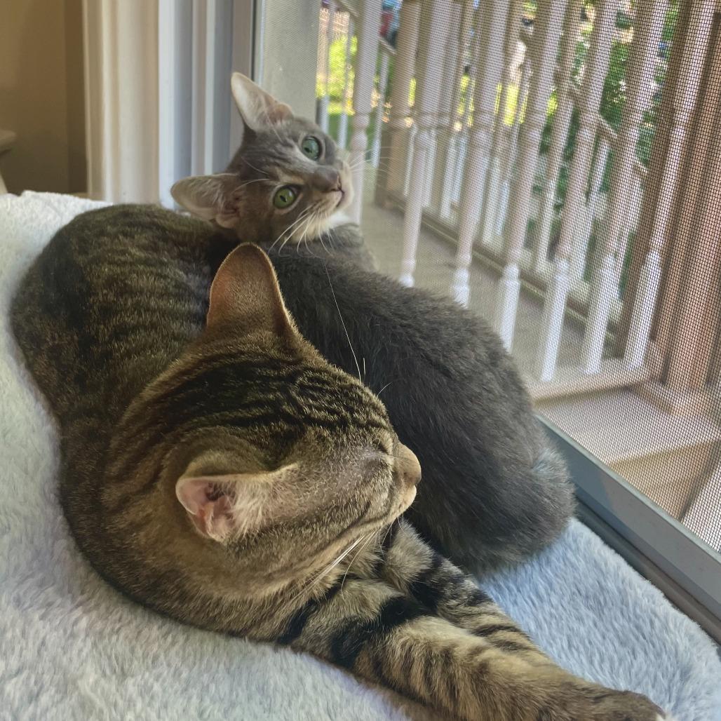 Enlarge Aqua, a Adoptable Domestic Short Hair in Plainfield, IL image 5/6