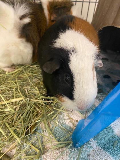 Enlarge Wilbur, a Adoptable Guinea Pig in Norfolk, VA image 1/1