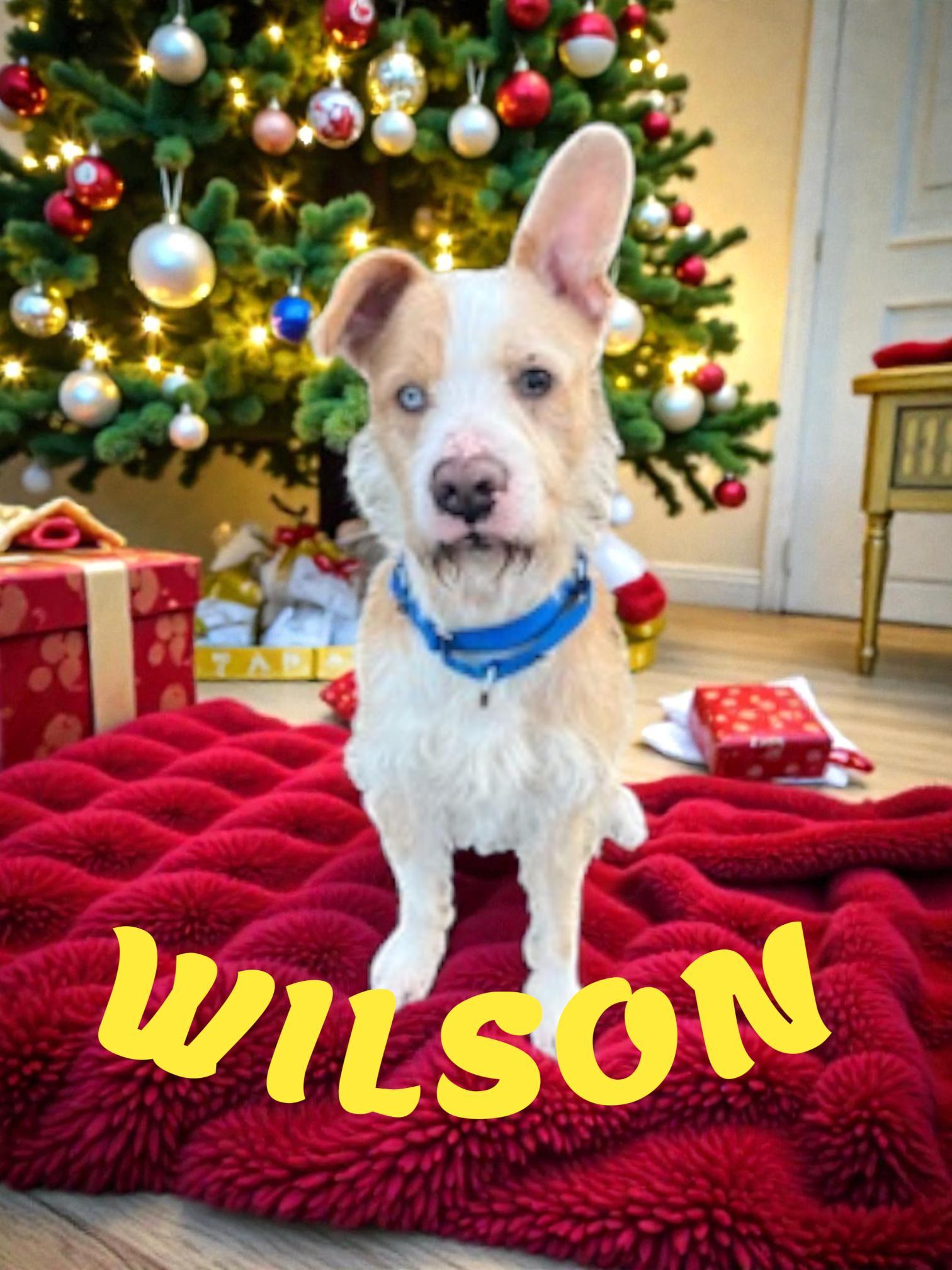 Enlarge Wilson, a ADOPTABLE mixed breed in Brockton, MA image 1/1
