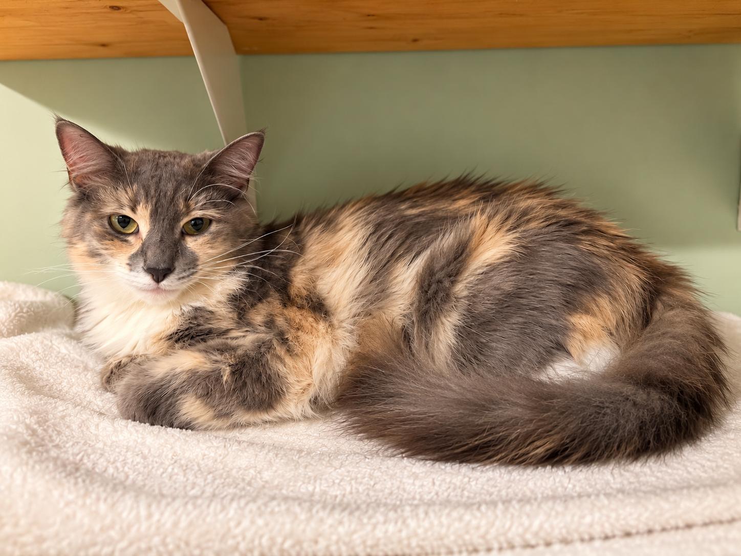 Enlarge AUTUMN, a Adoptable mixed breed in Churchville, PA image 1/3
