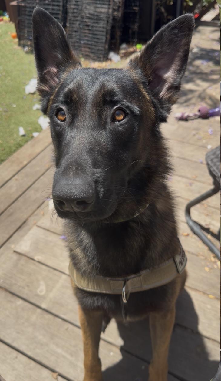 Enlarge Crest, a Adoptable mixed breed in San Diego, CA image 3/3