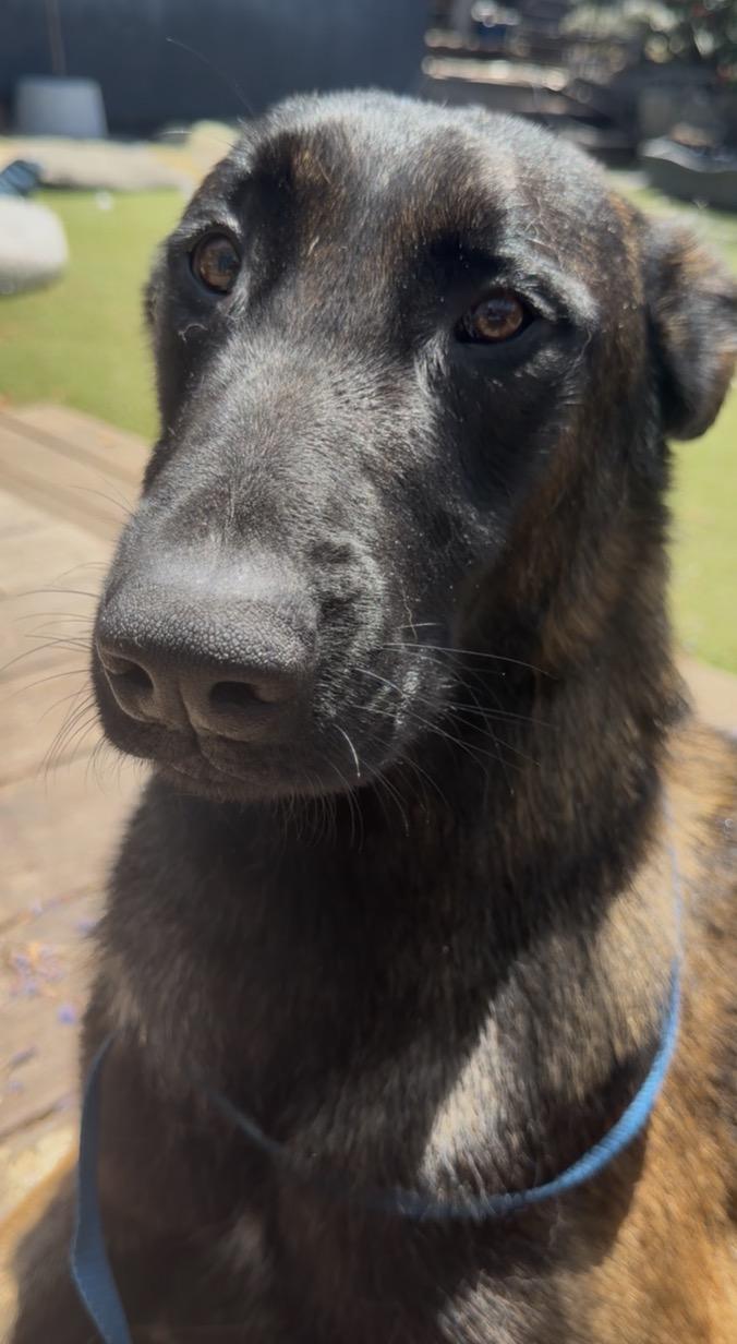 Enlarge Crest, a Adoptable mixed breed in San Diego, CA image 2/3