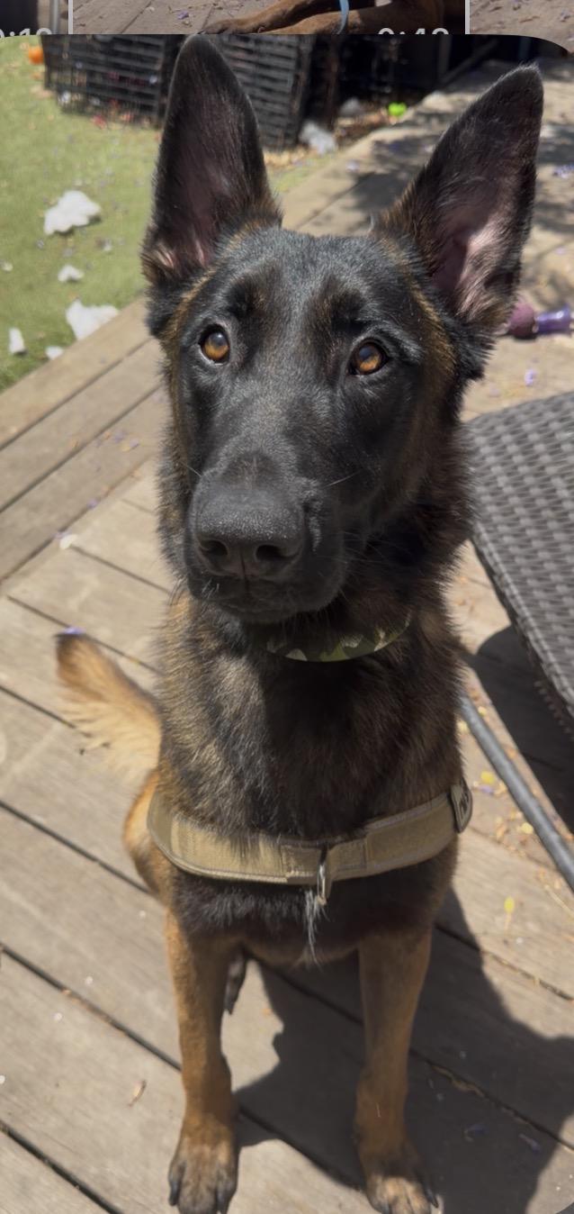 Crest, Adoptable, Adult Male Belgian Shepherd / Malinois & Shepherd.