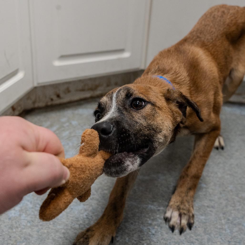 Matcha, Adoptable, Puppy Male Hound & Shepherd.