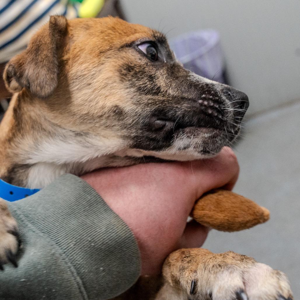 Enlarge Matcha, a Adoptable mixed breed in Pawling, NY image 2/6