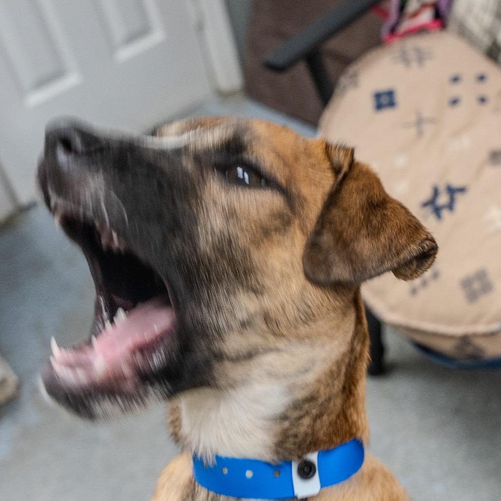 Enlarge Matcha, a Adoptable mixed breed in Pawling, NY image 3/6