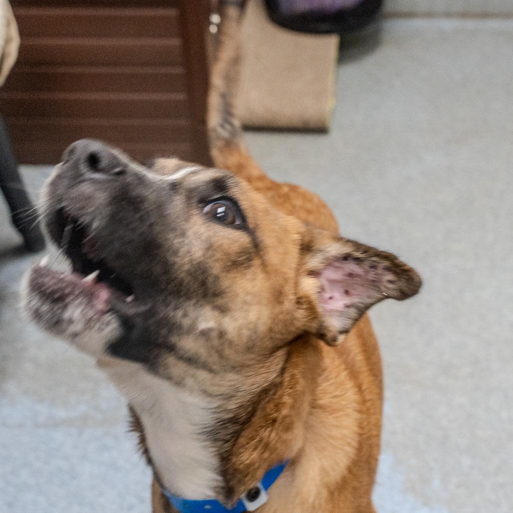 Enlarge Matcha, a Adoptable mixed breed in Pawling, NY image 4/6