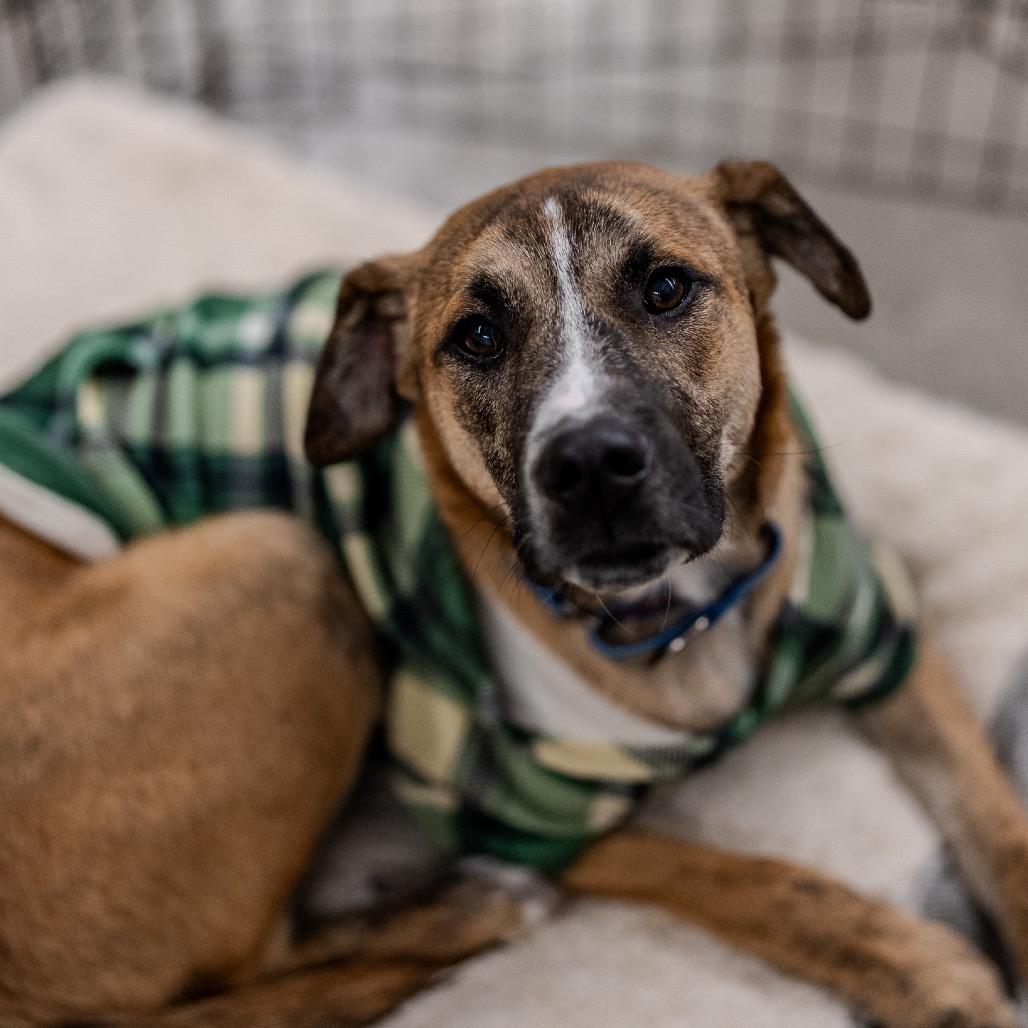 Matcha, Adoptable, Young Male Shepherd.