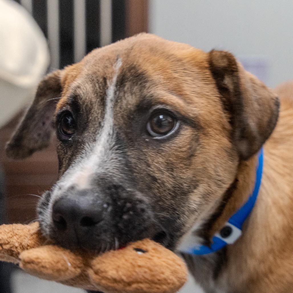 Enlarge Matcha, a Adoptable mixed breed in Pawling, NY image 5/6