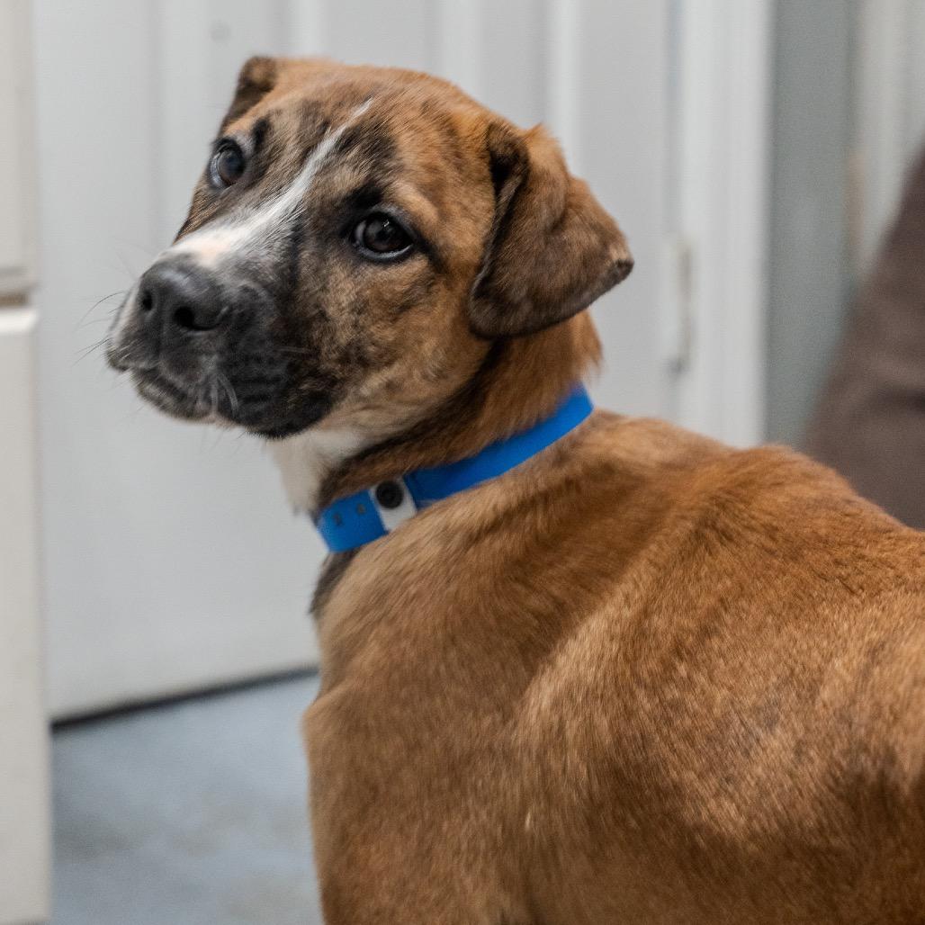 Enlarge Matcha, a Adoptable mixed breed in Pawling, NY image 6/6