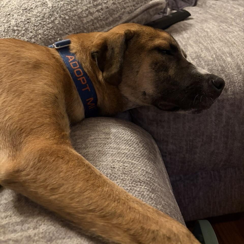 Enlarge Matcha, a Adoptable mixed breed in Pawling, NY image 4/6