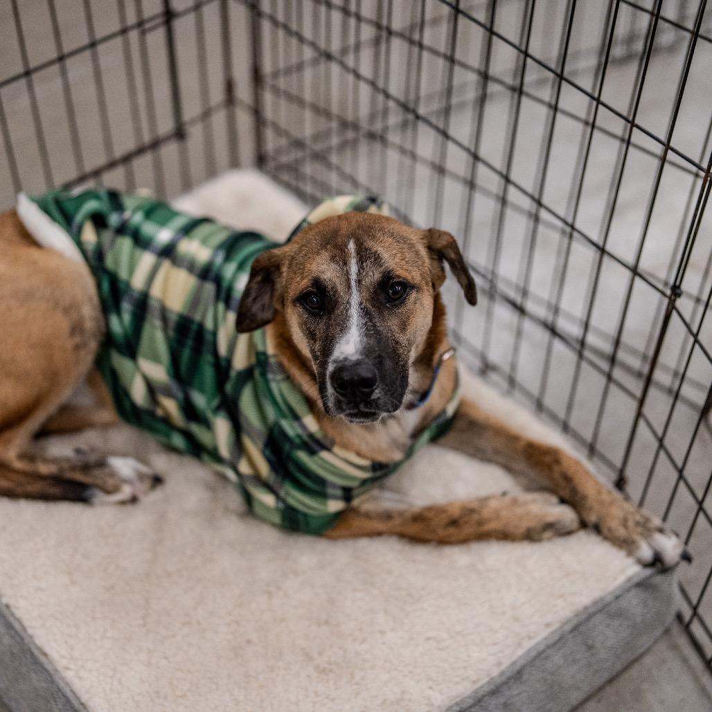 Enlarge Matcha, a Adoptable mixed breed in Pawling, NY image 5/6