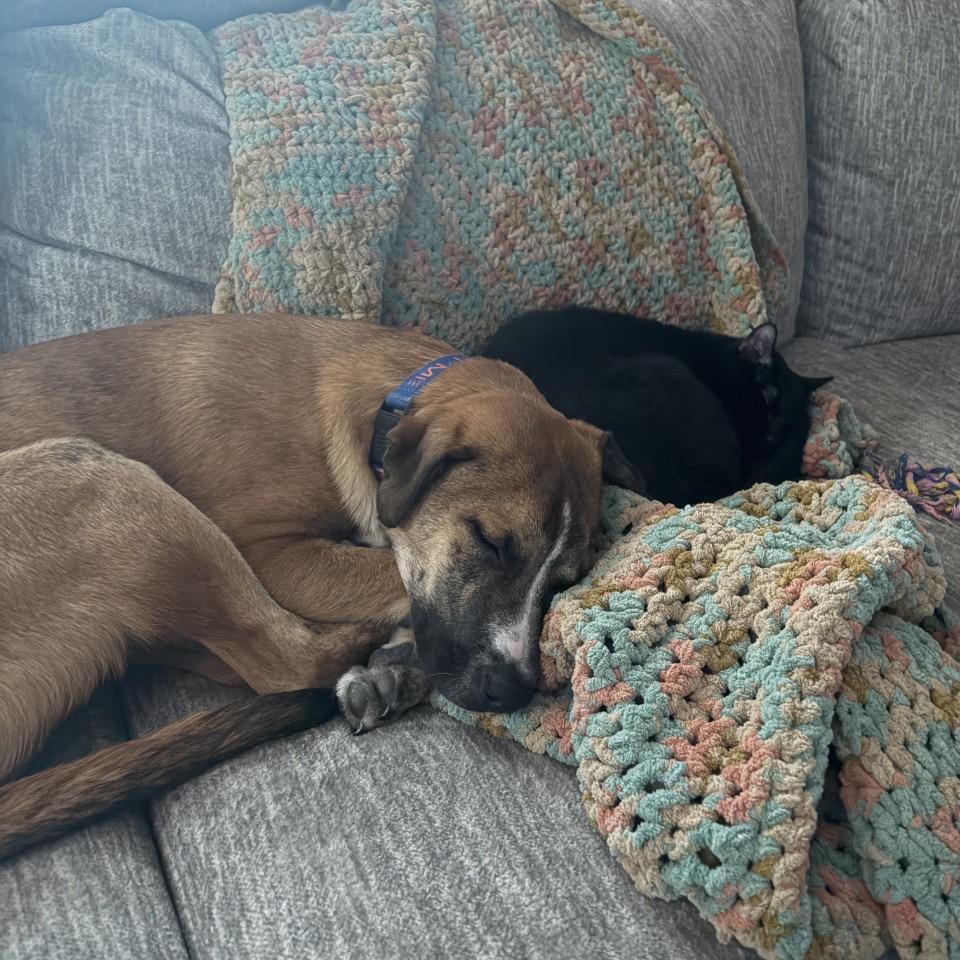 Matcha, a Adoptable mixed breed in Pawling, NY image 6/6