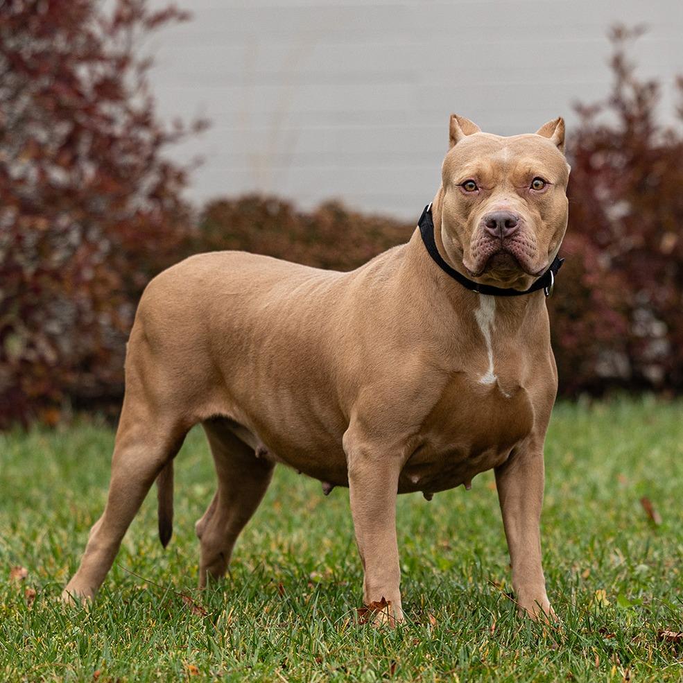 Peachy, Adoptable, Adult Female Pit Bull Terrier.