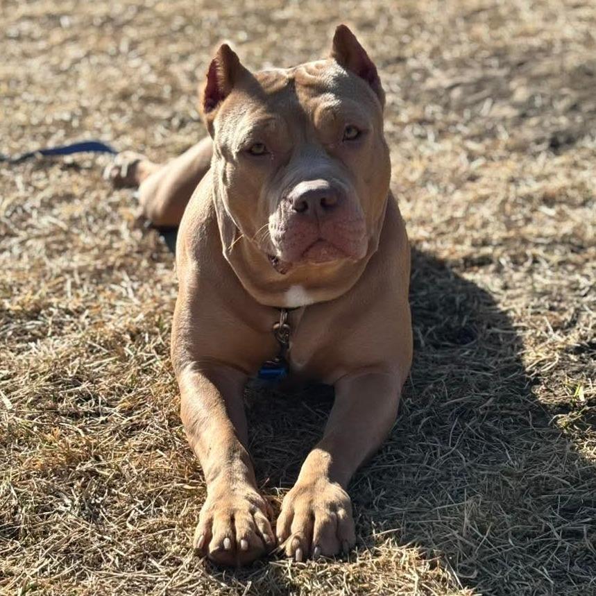 Peachy, a Adoptable Pit Bull Terrier in Council Bluffs, IA image 2/5
