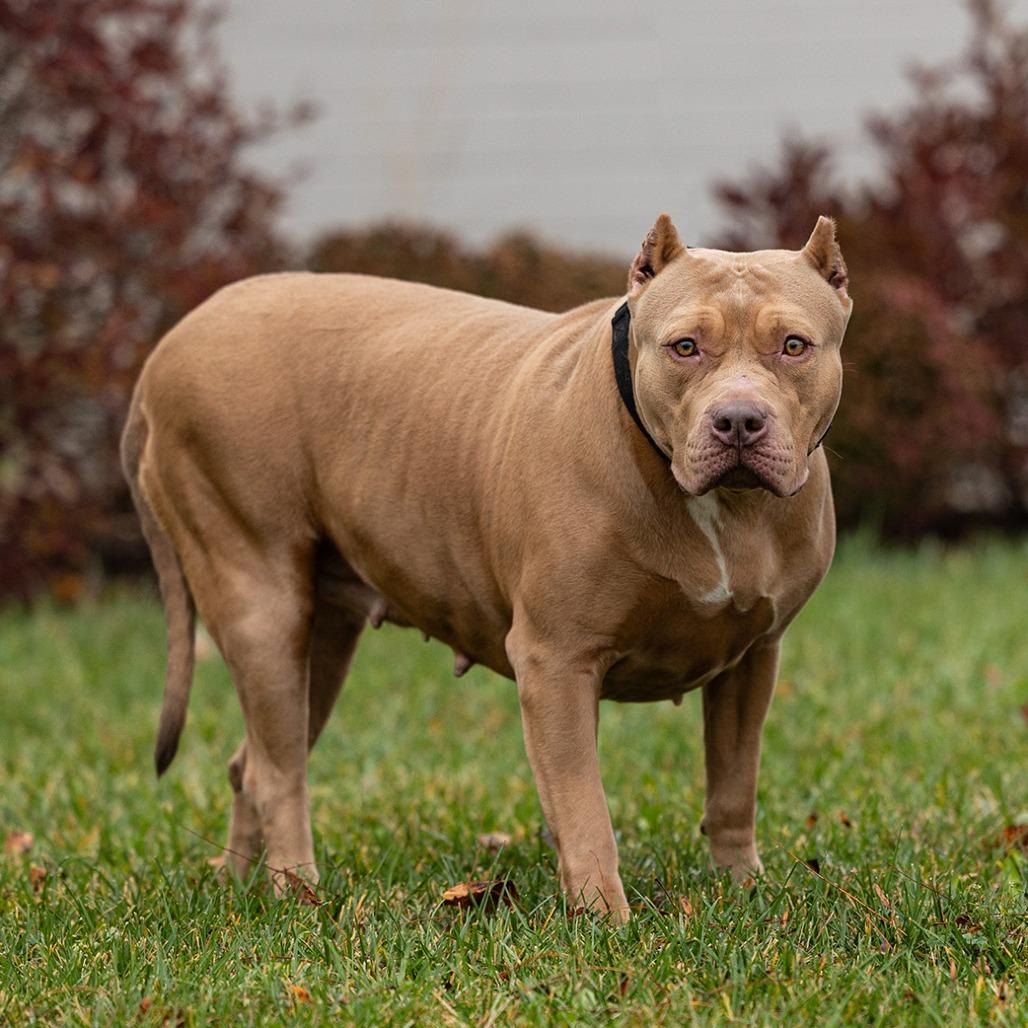 Peachy, a Adoptable Pit Bull Terrier in Council Bluffs, IA image 2/3